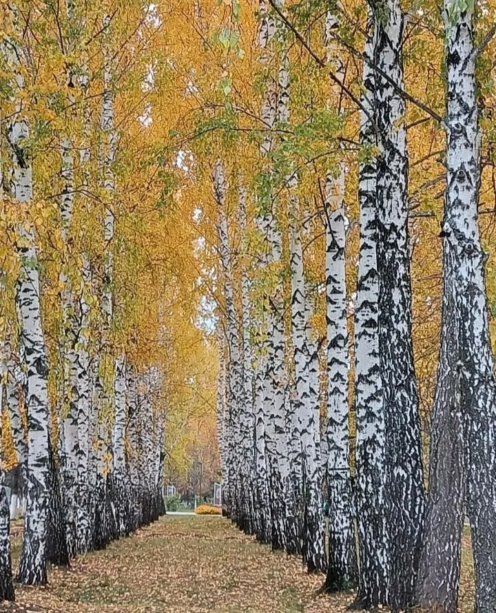 Вижу зиму в конце тропинки.