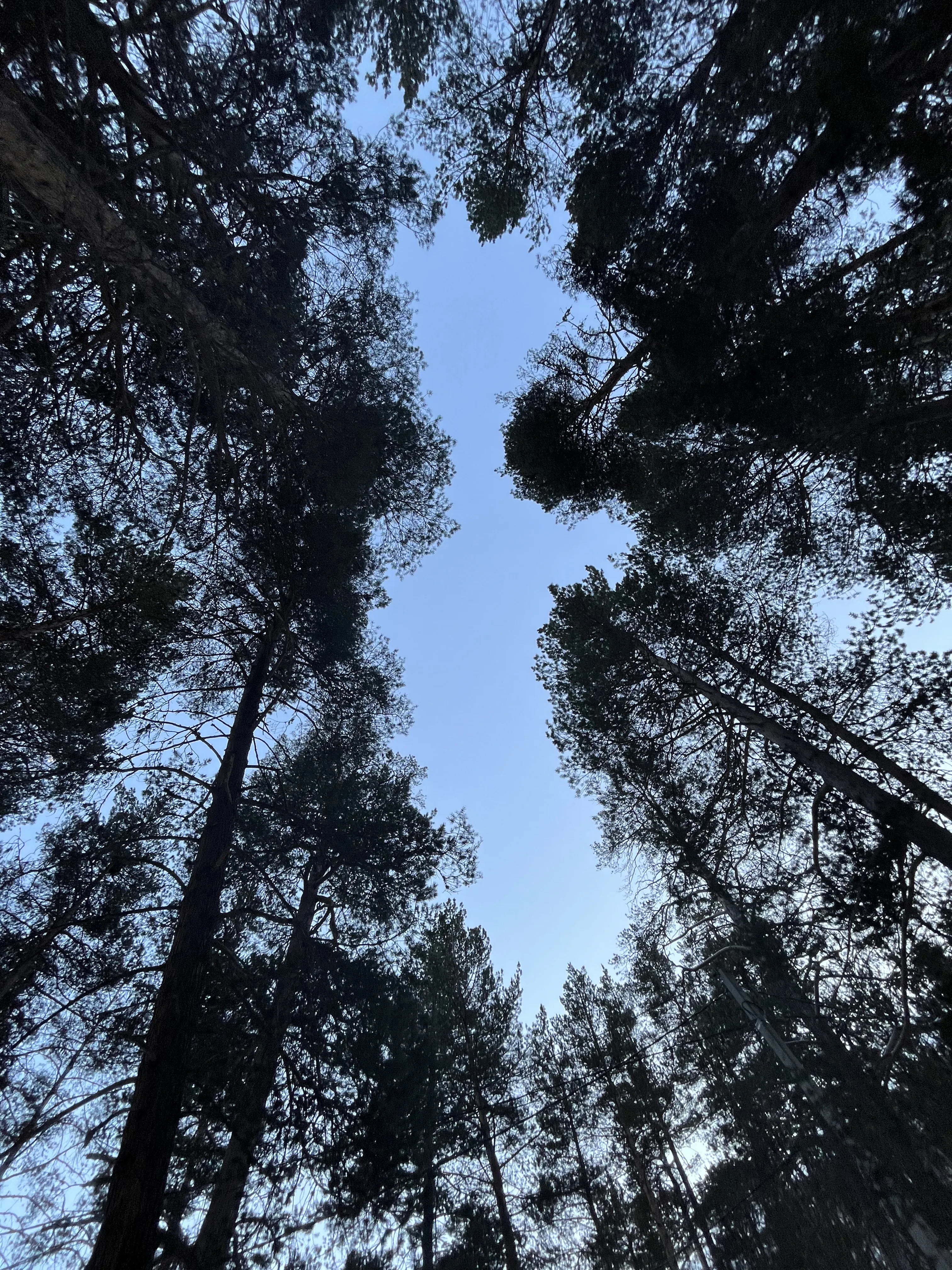 Сосновая роща