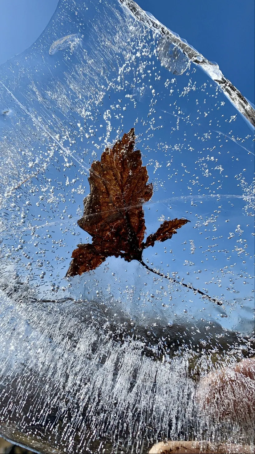Замерзший лист