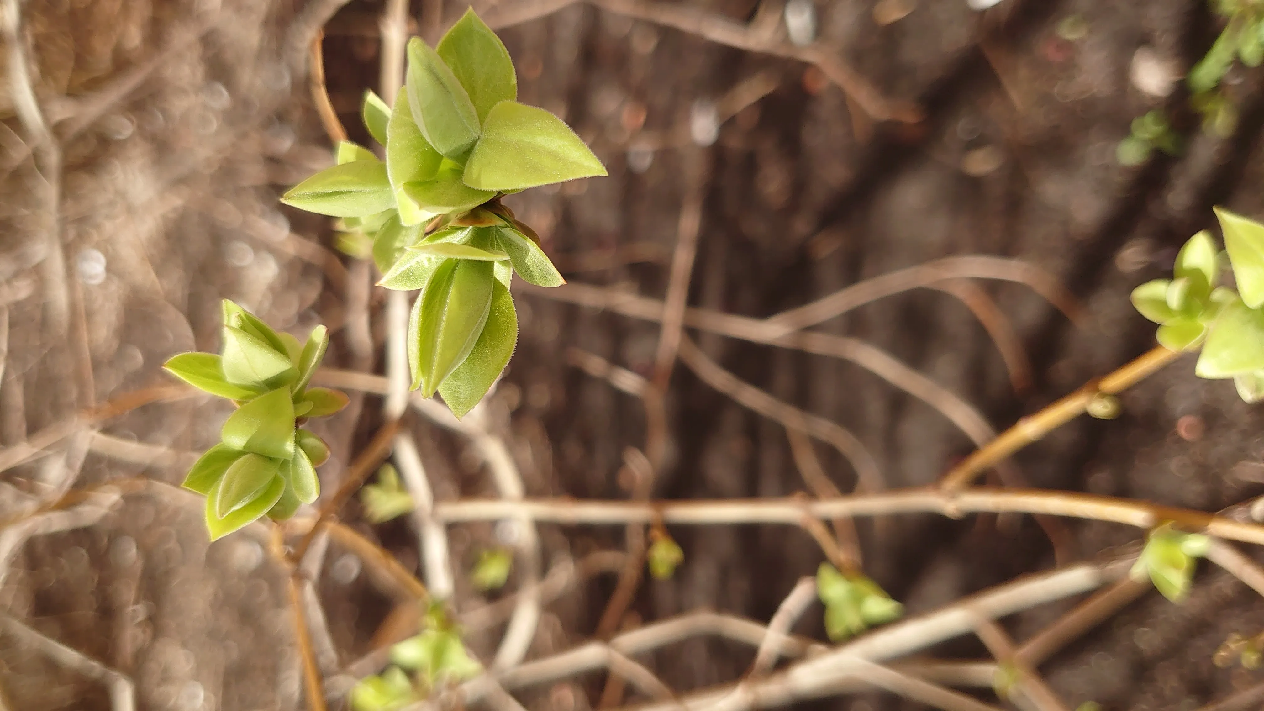 После долгой зимы