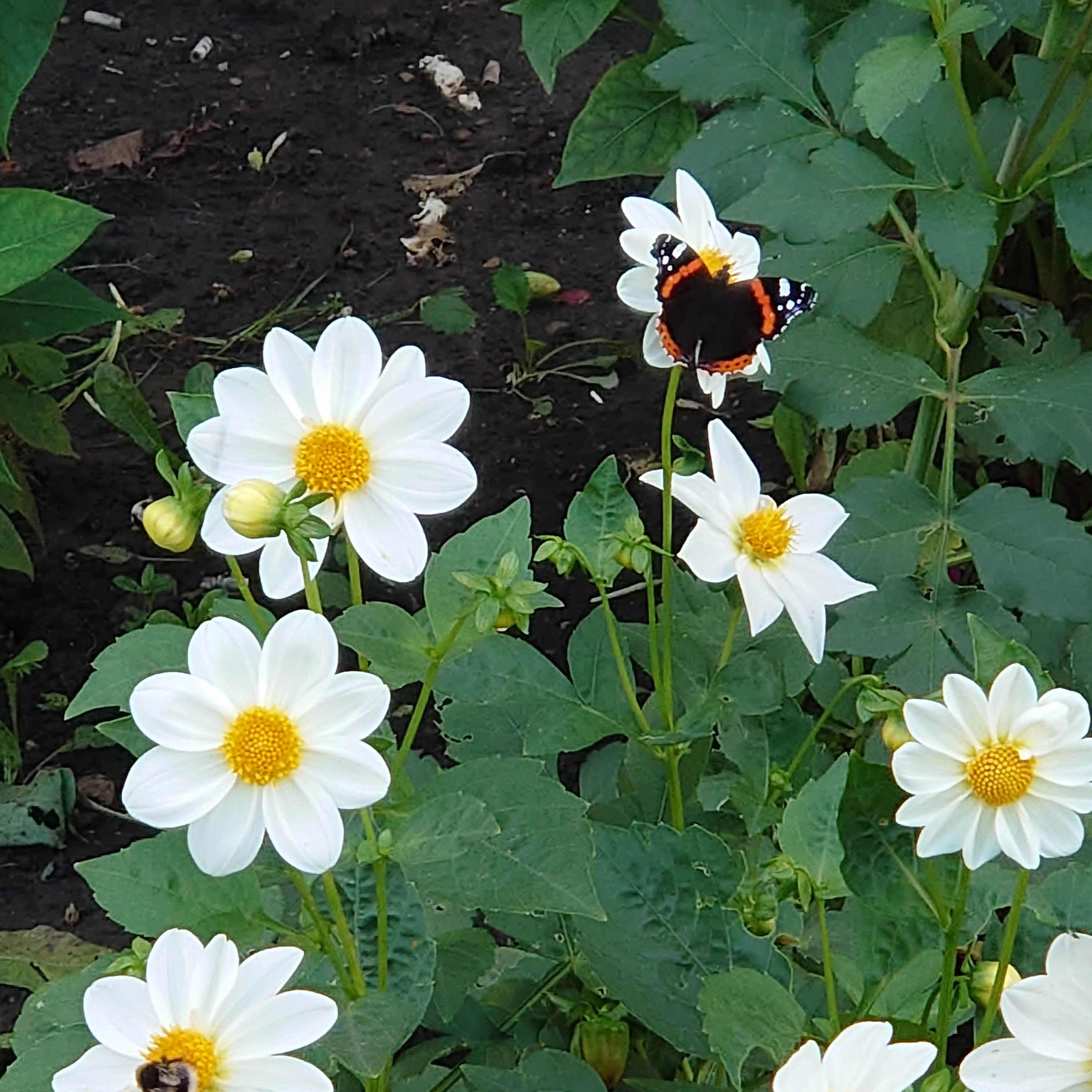 Бабочки в животе и не только