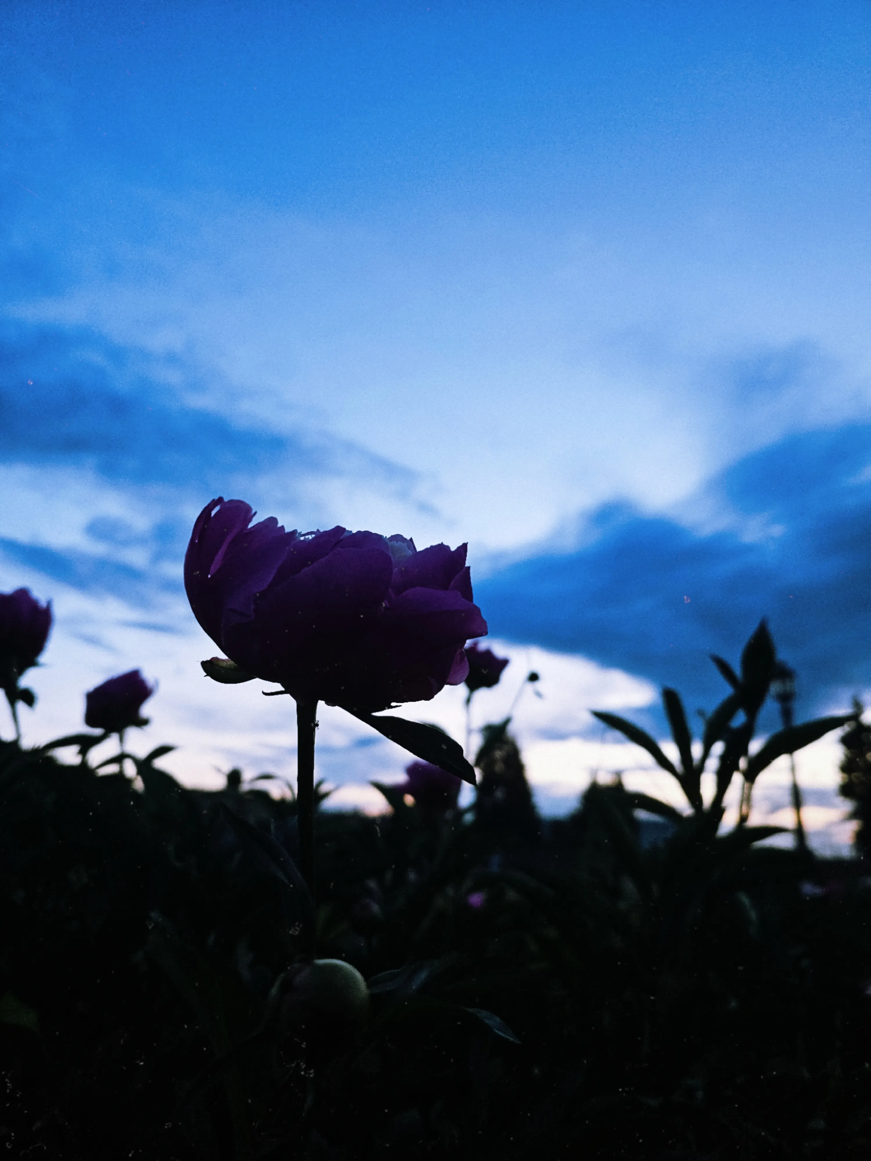 Красота в сумраке