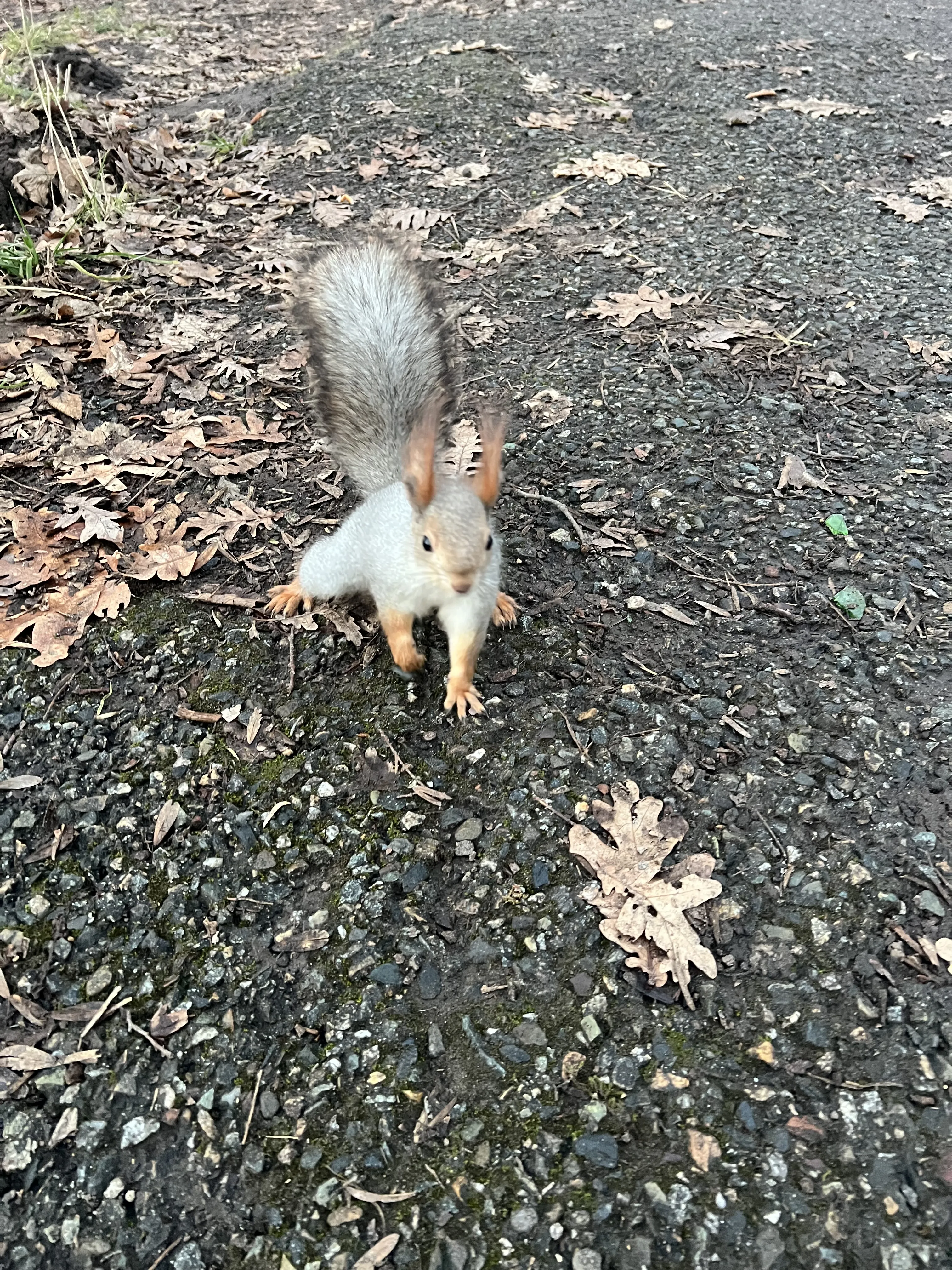 Встреча с лесным другом