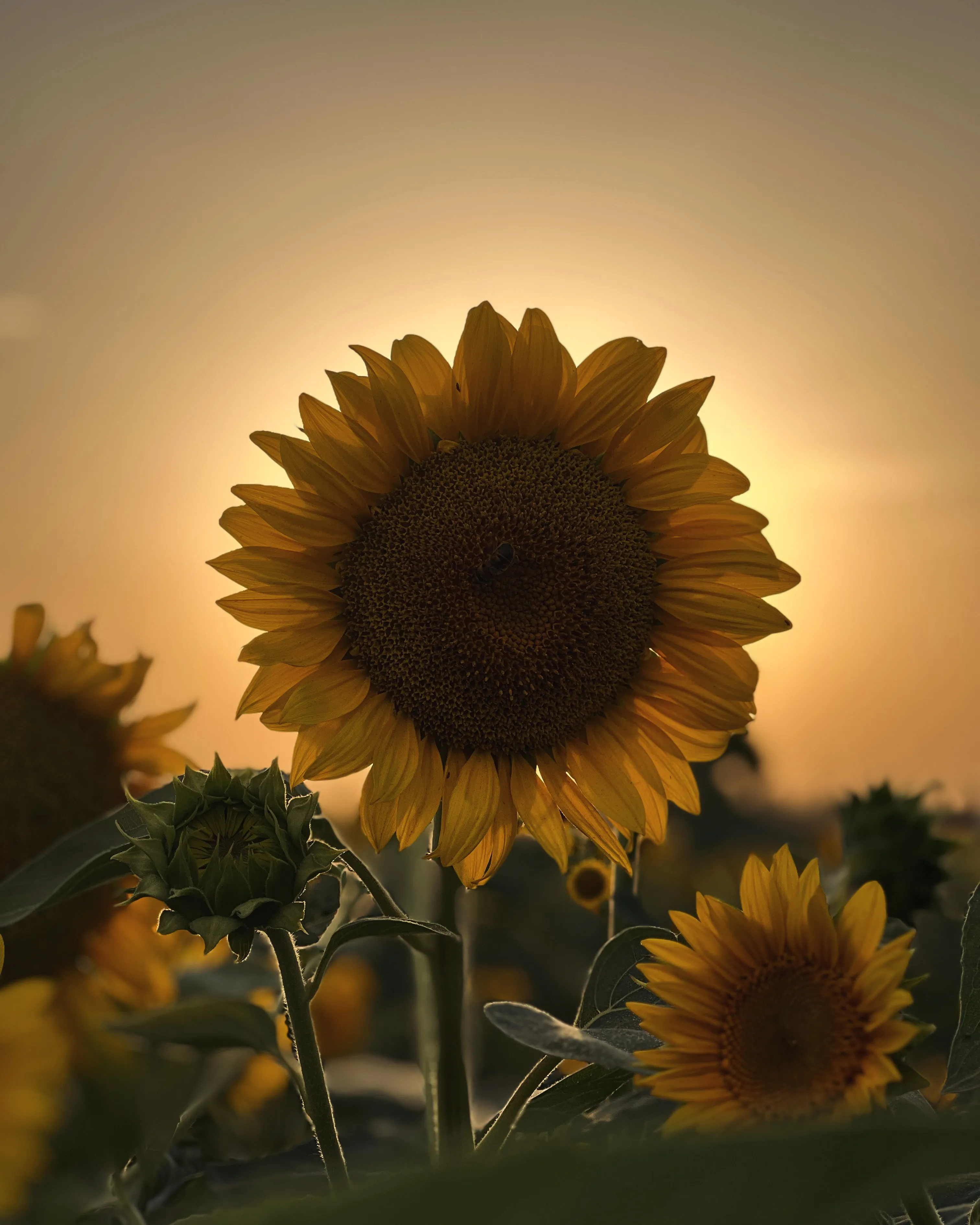 Солнечная корона