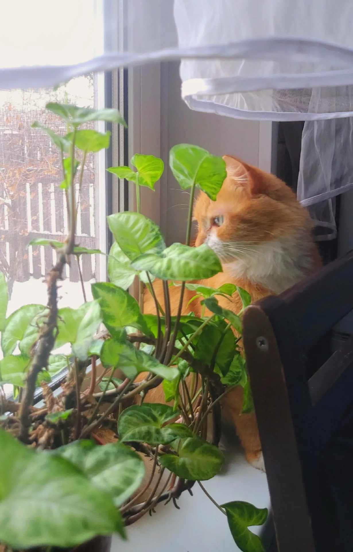 Солнечный лучик