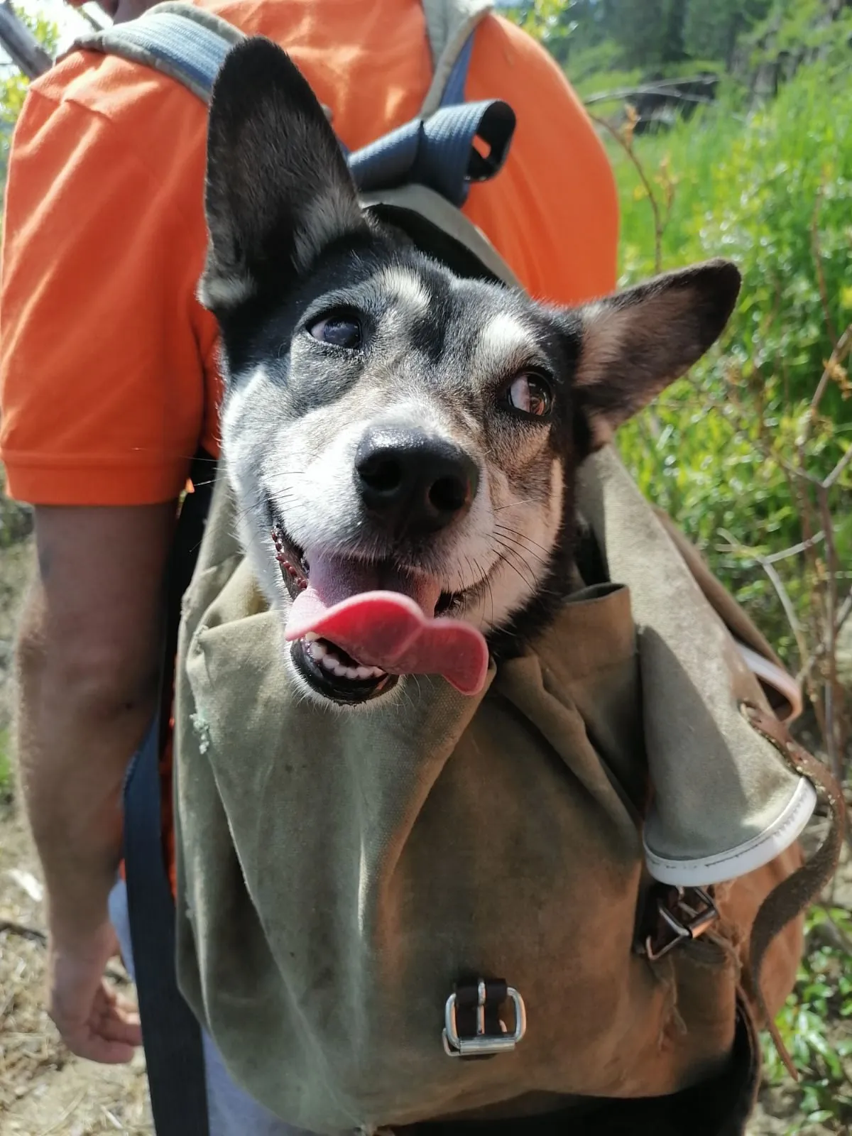 Кнопка - скалолазка!