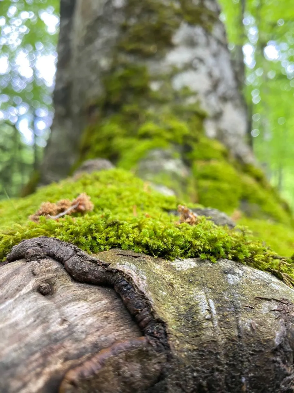 «Ковёр времени»