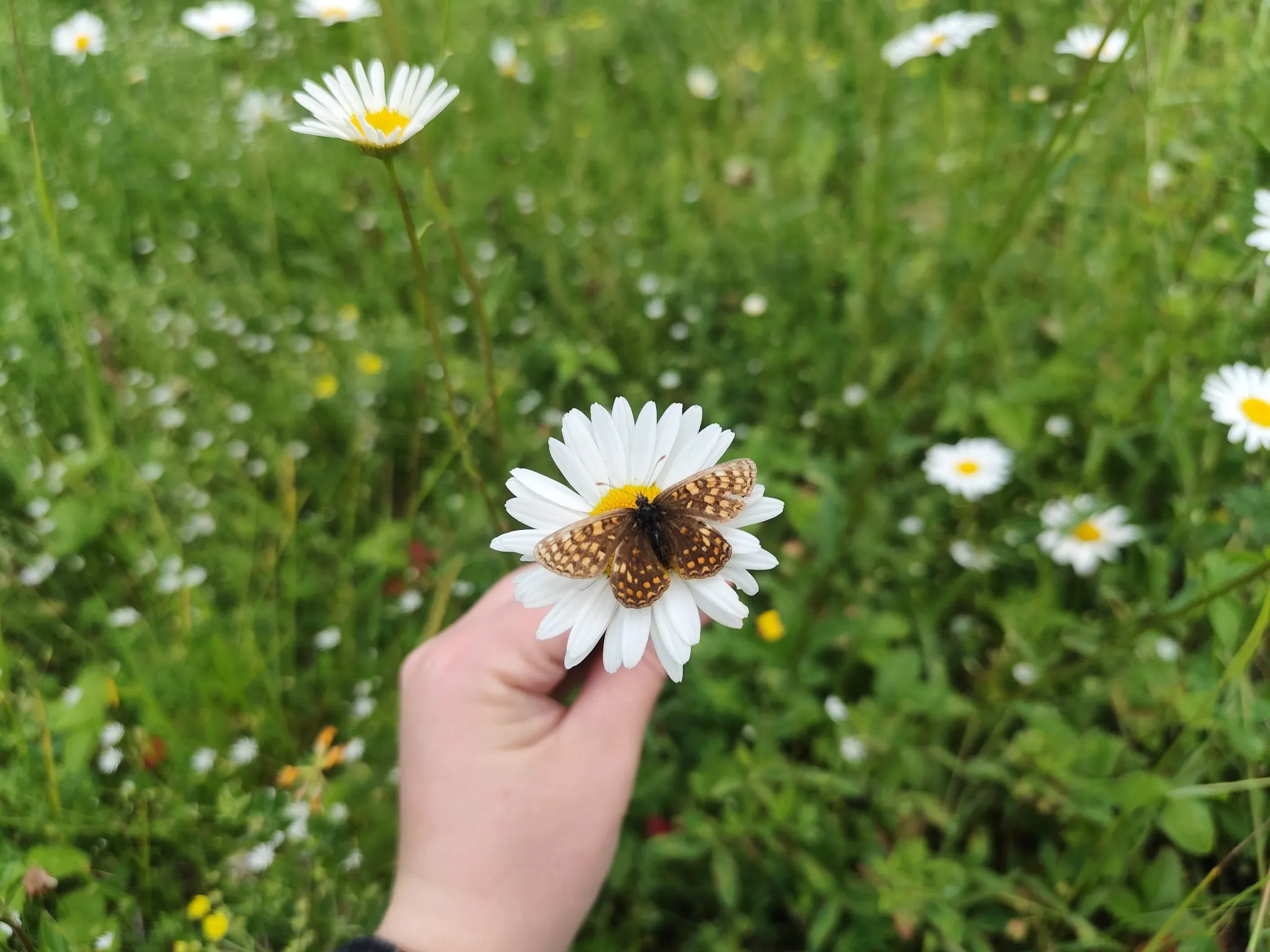 Бесстрашная