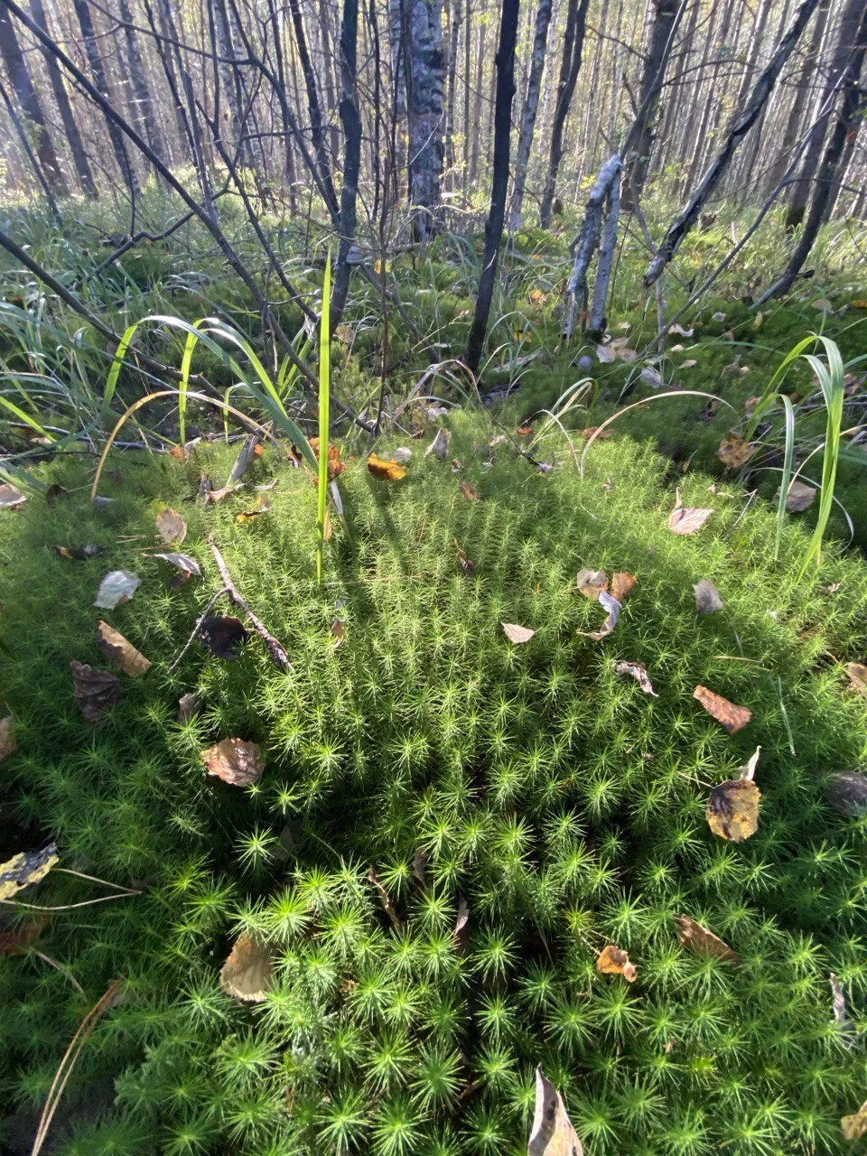 Полотно Вселенной