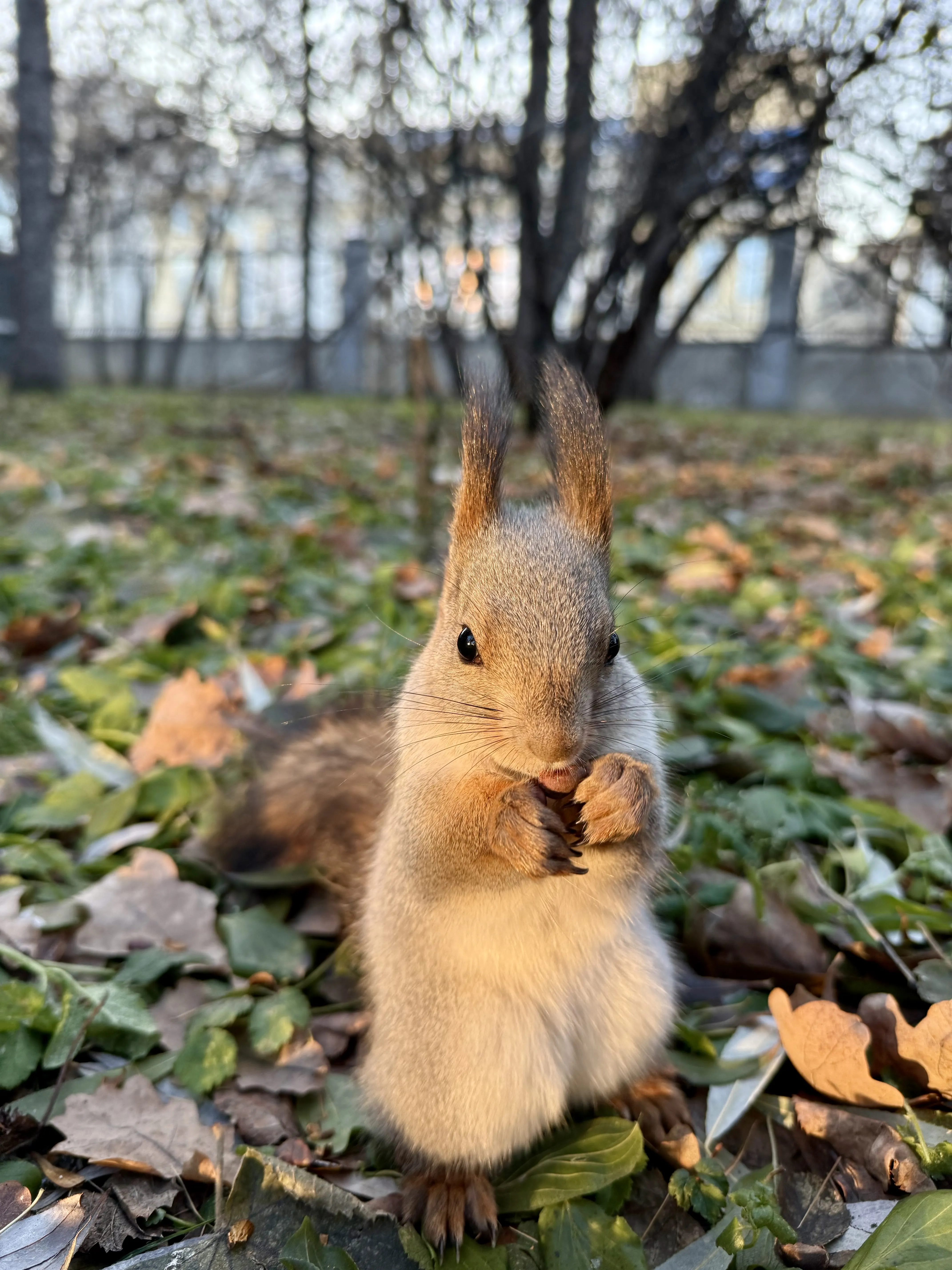 Беличье счастье