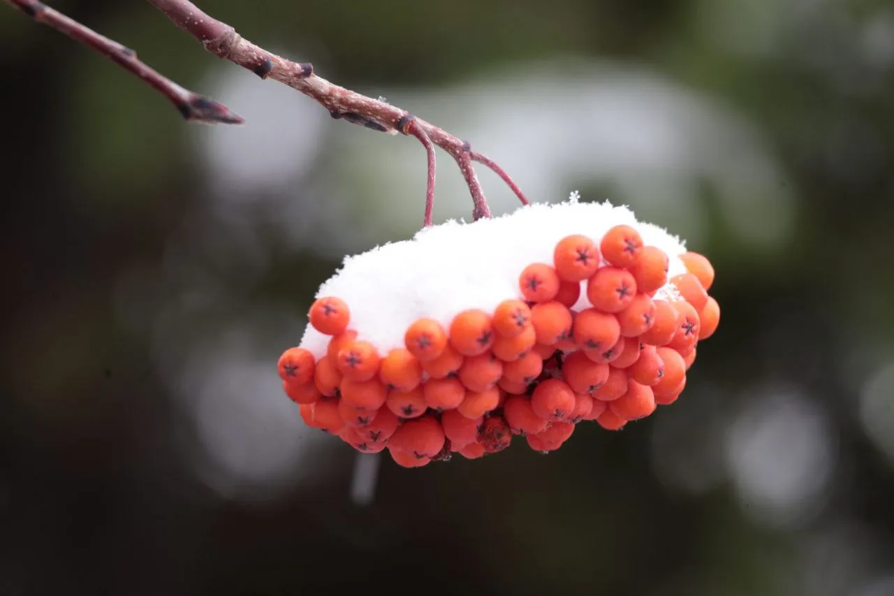 Ягоды в снегу
