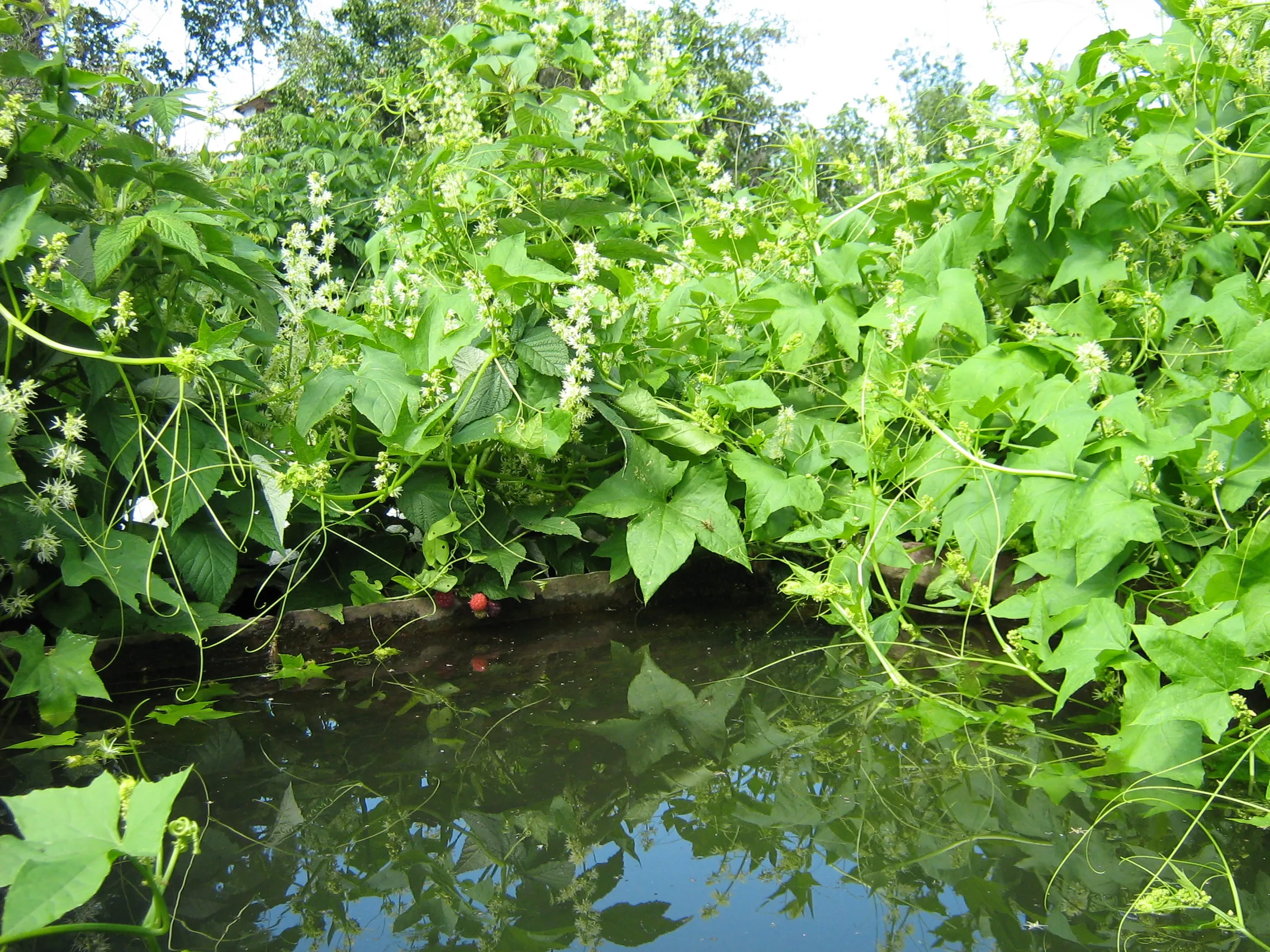 Летний восторг