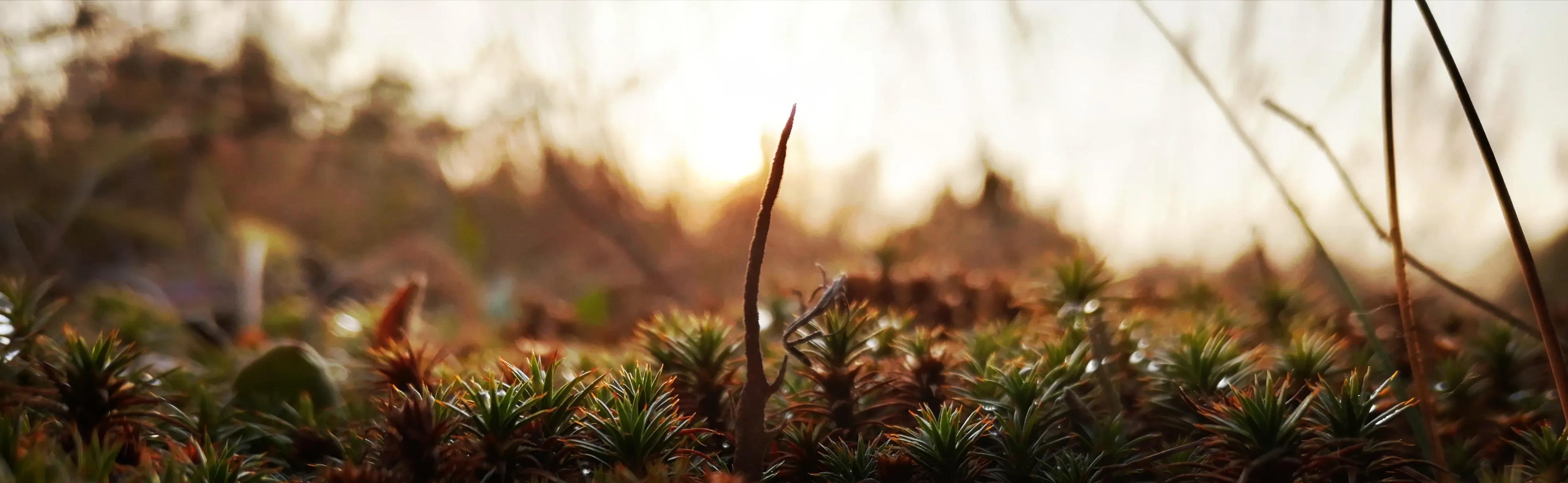 Микромир в лучах заката