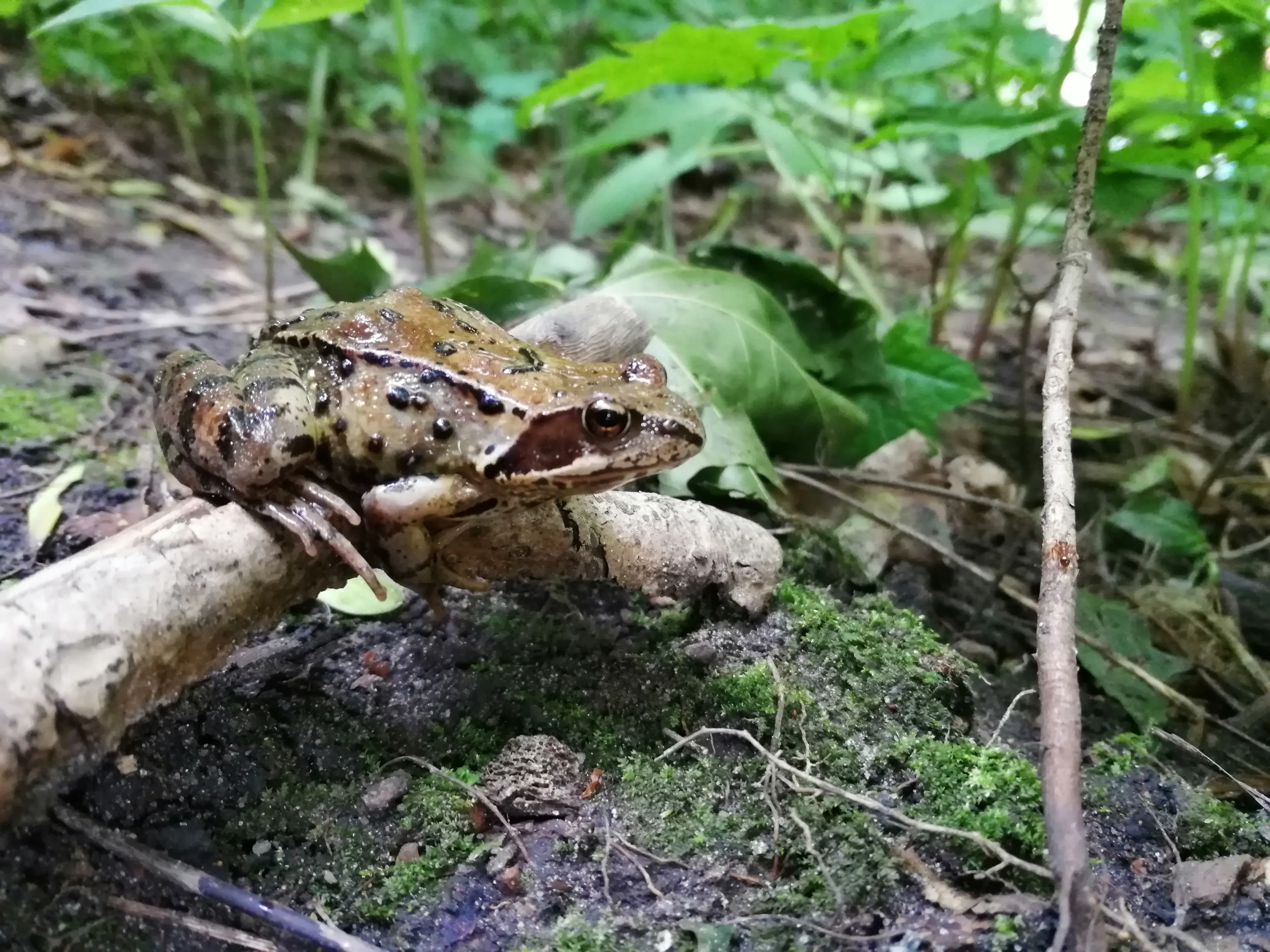 Созерцание