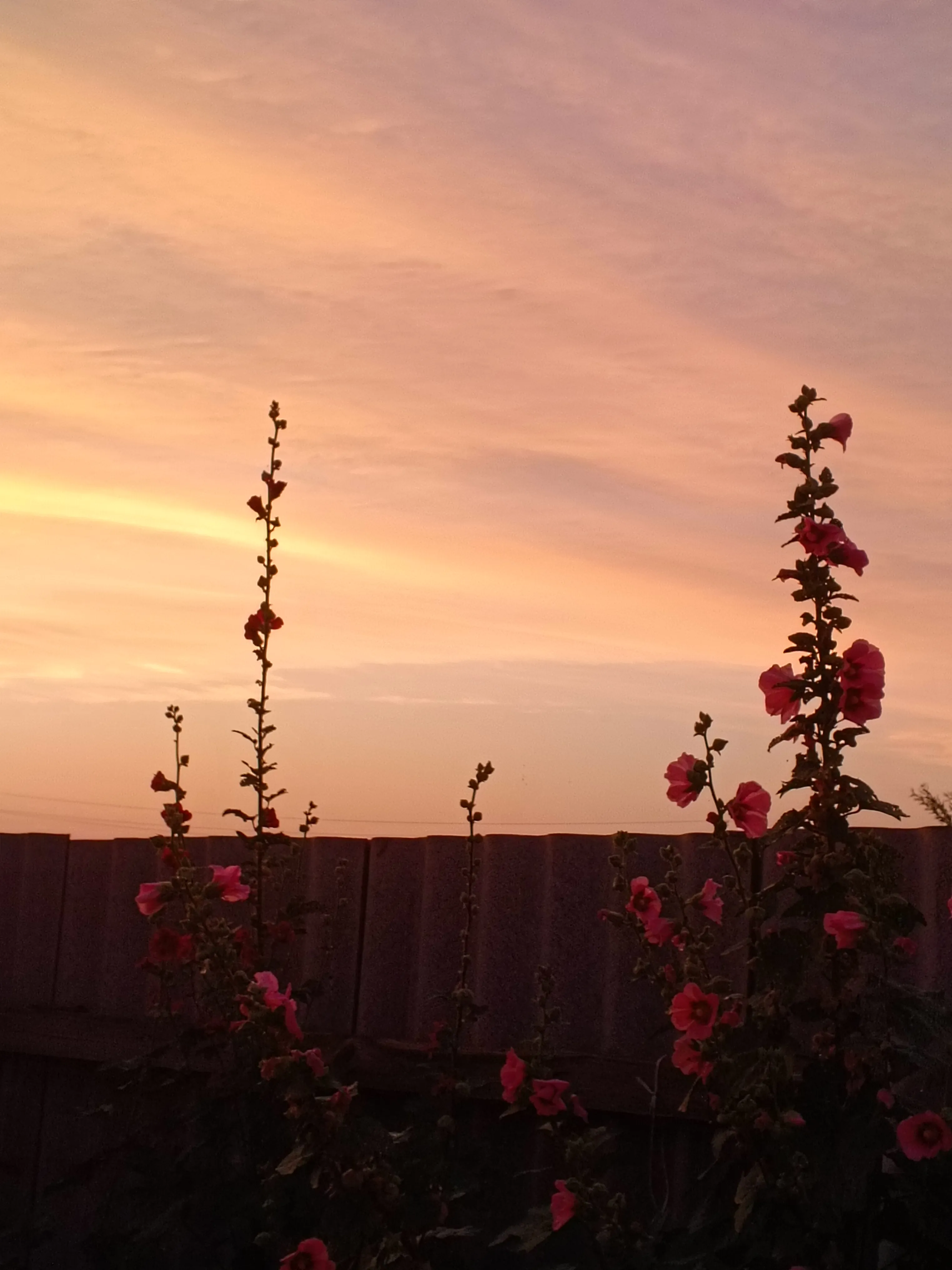 Цветочный вечер