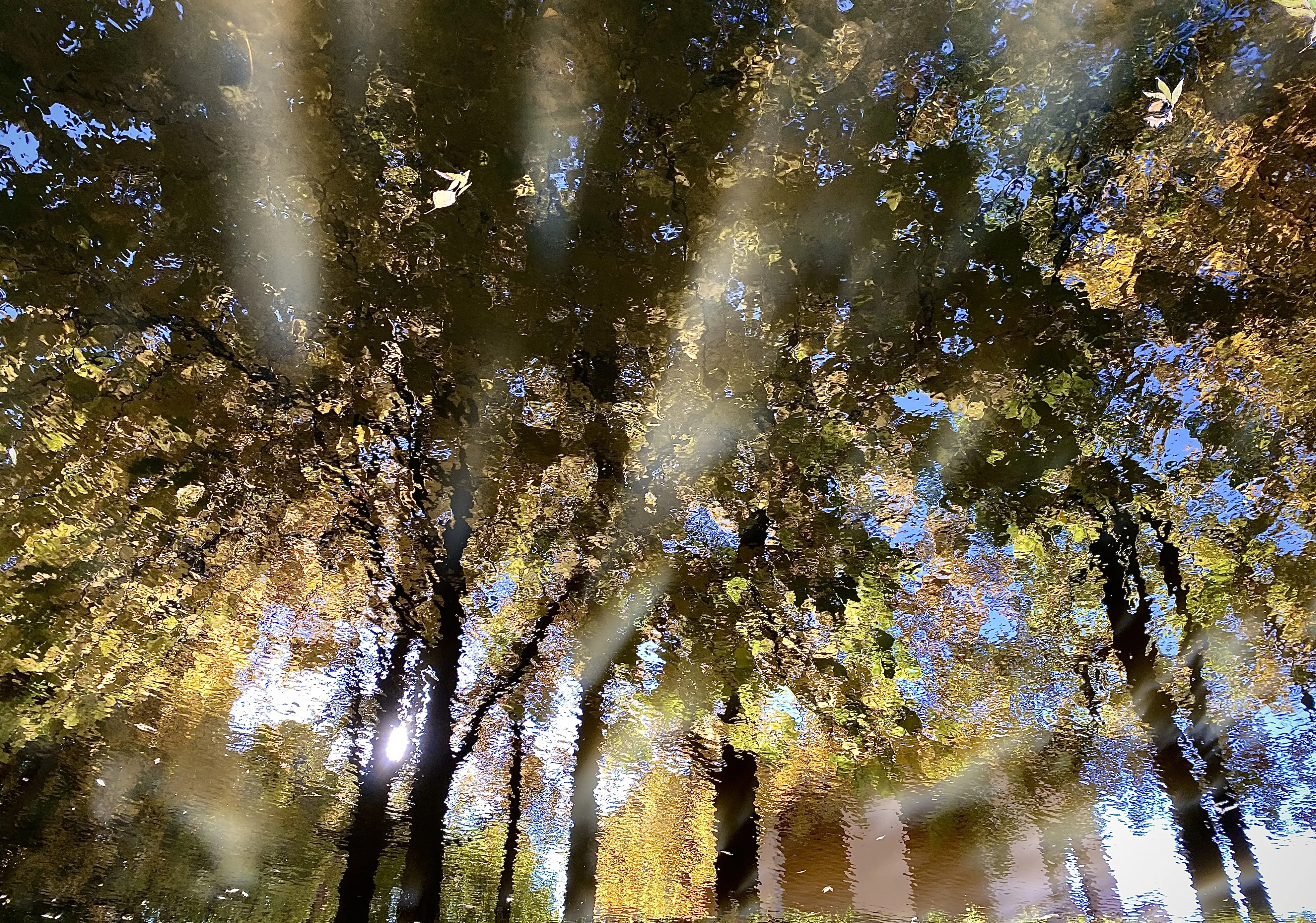 Абстрактная осень