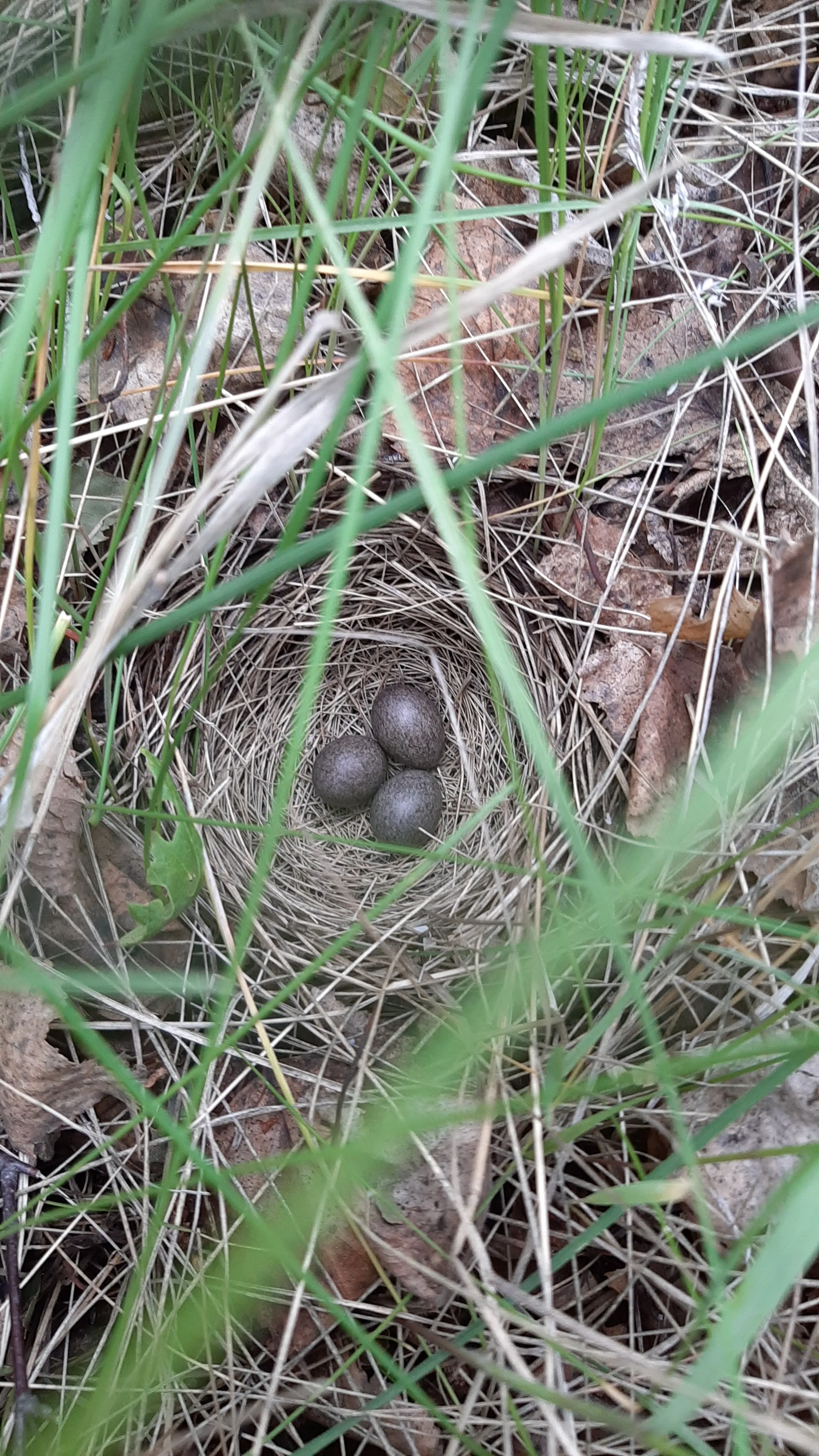 А где же Мама?