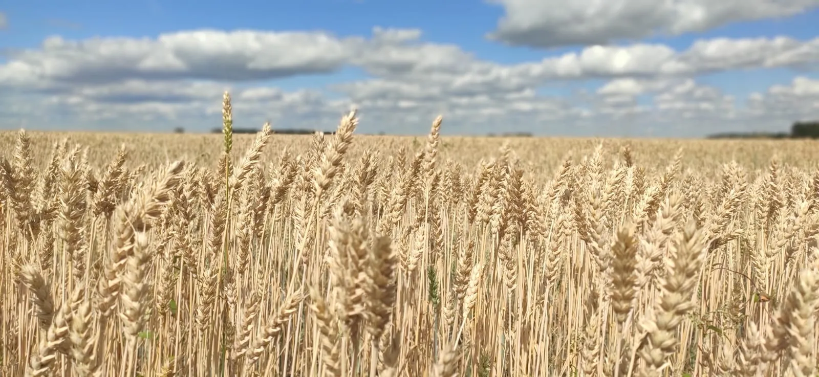 Пшеница - царица полей