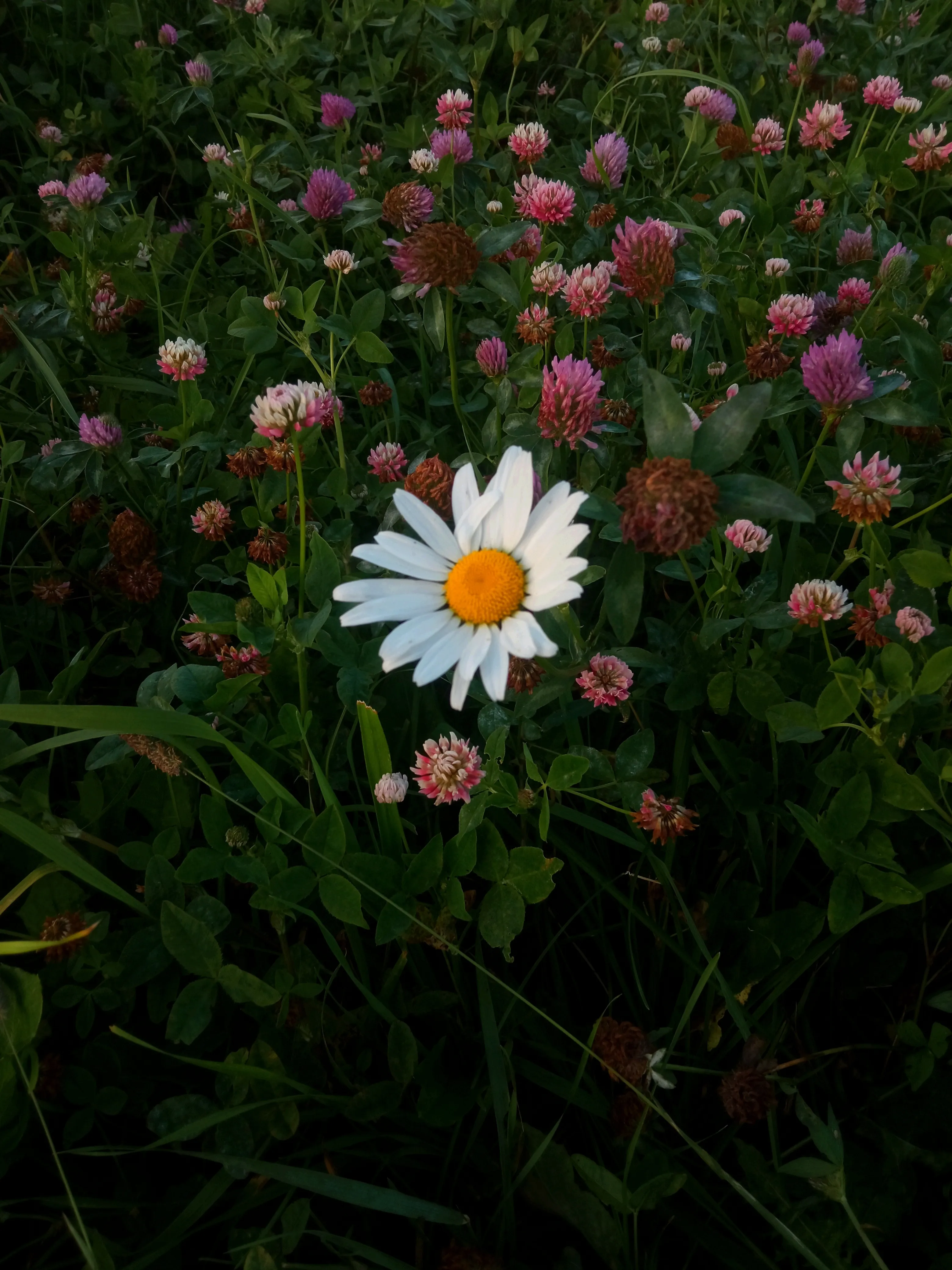 Не такая, как все