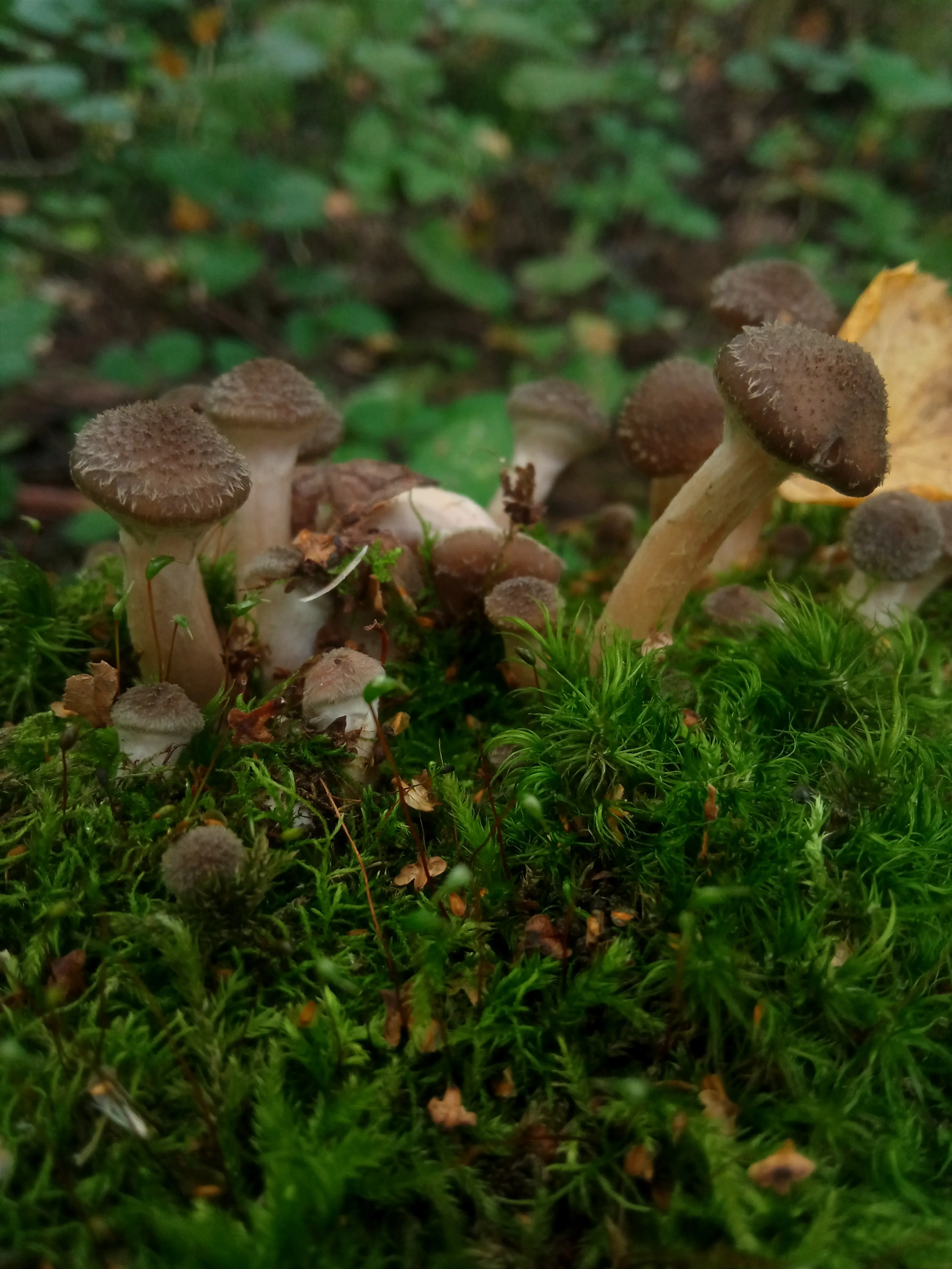 Охота началась