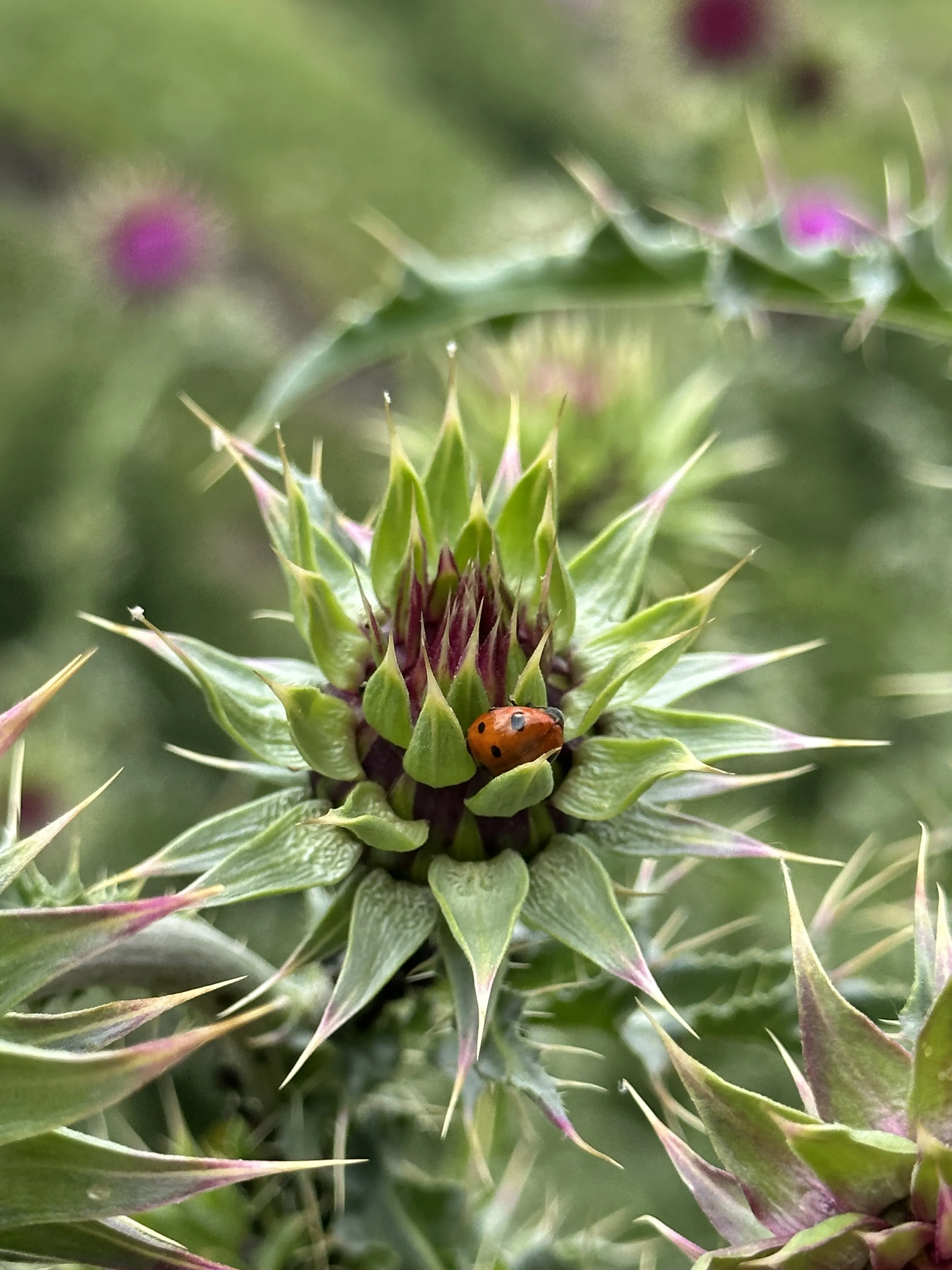 Маленькая жизнь