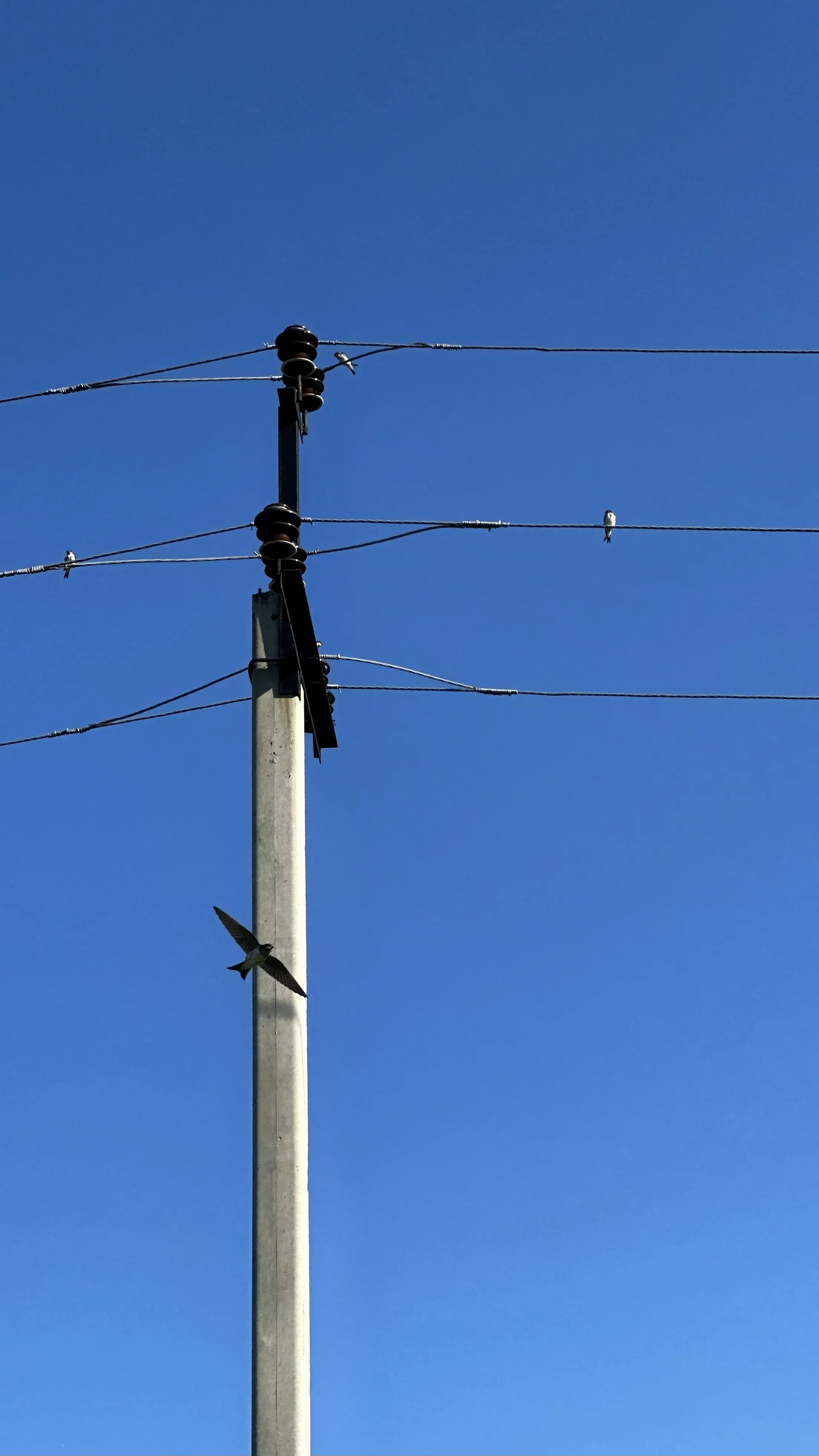 Симфония деревенских ласточек в синем