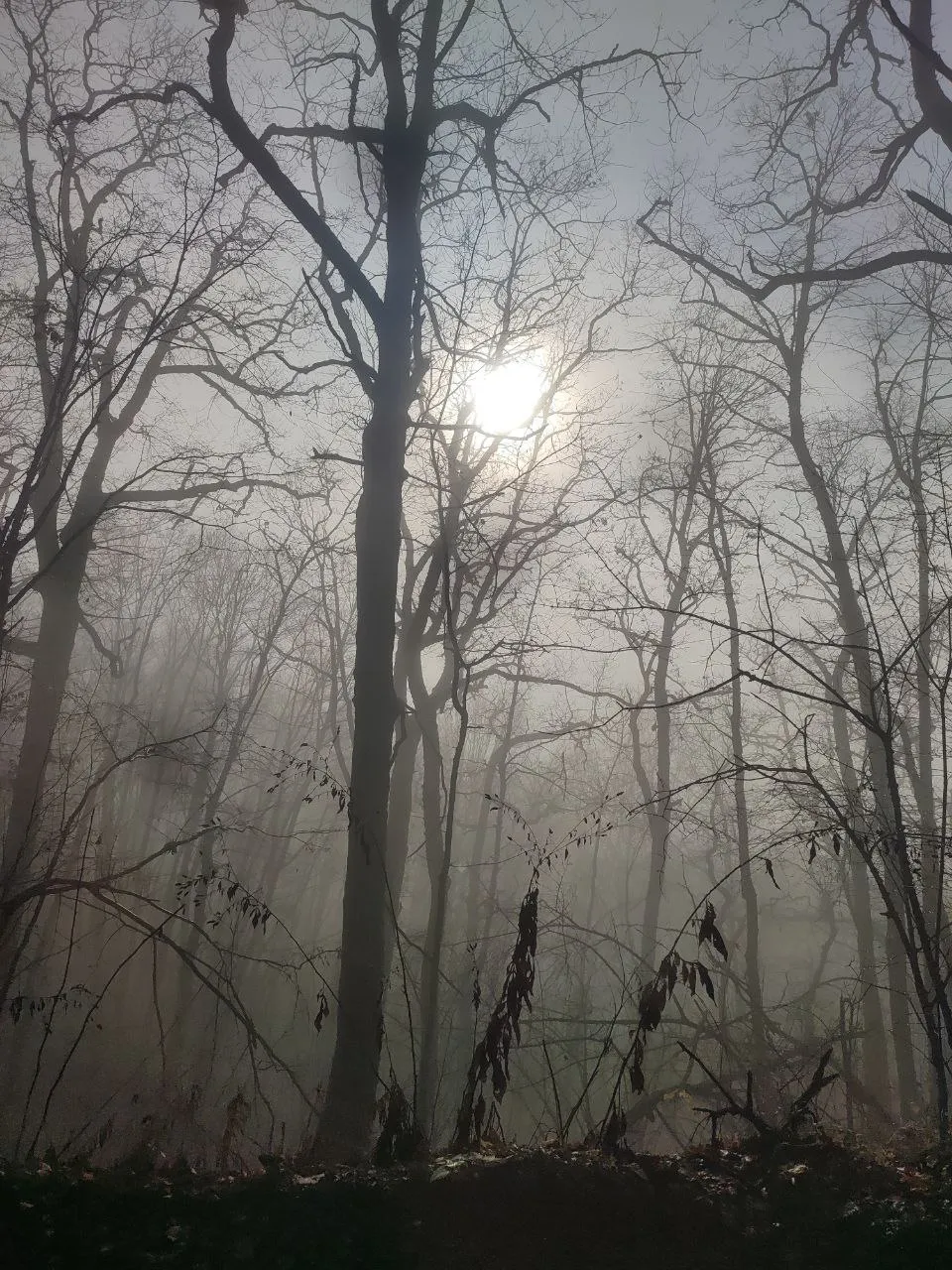 Волшебство тумана