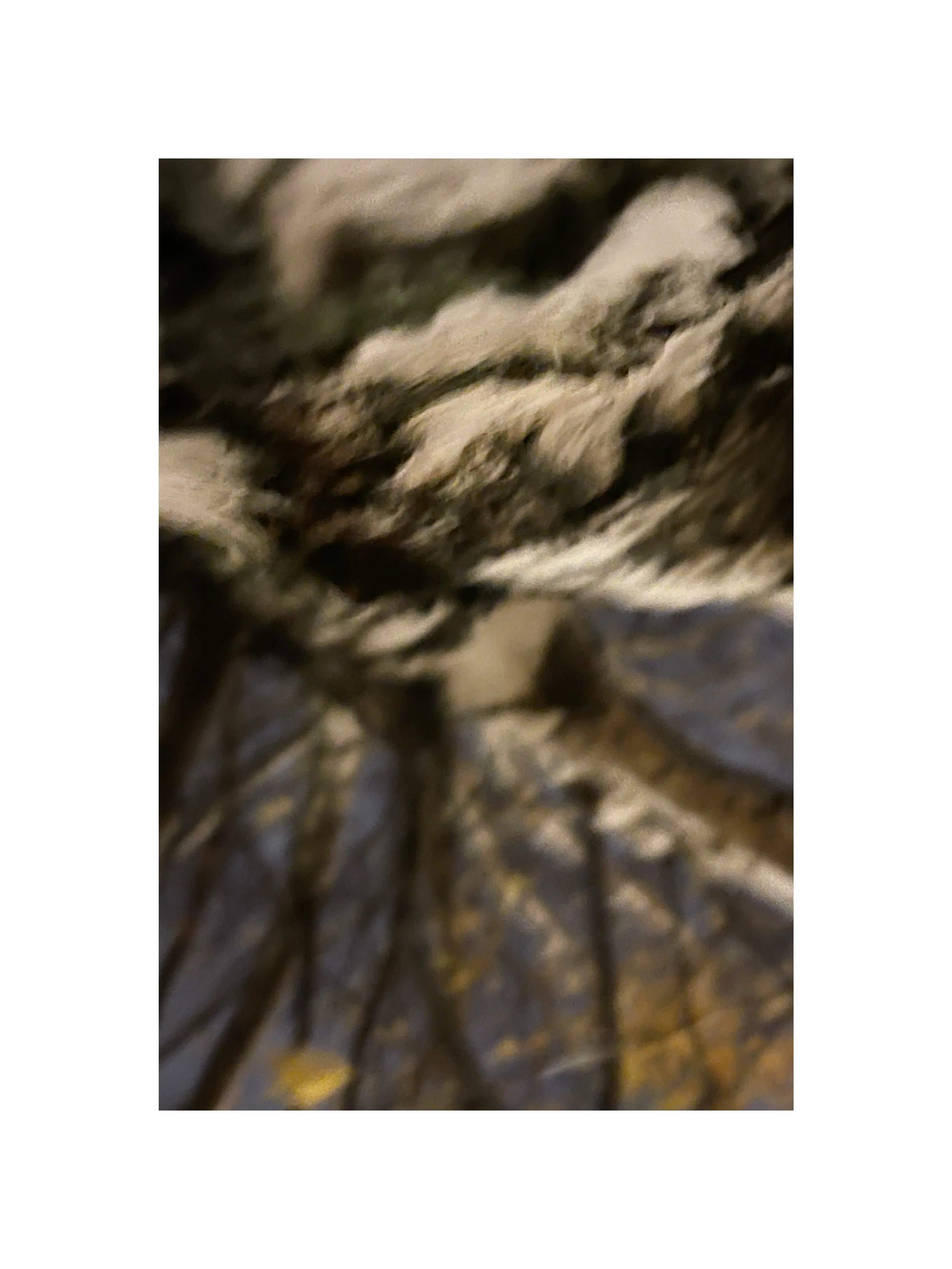 Любимая береза