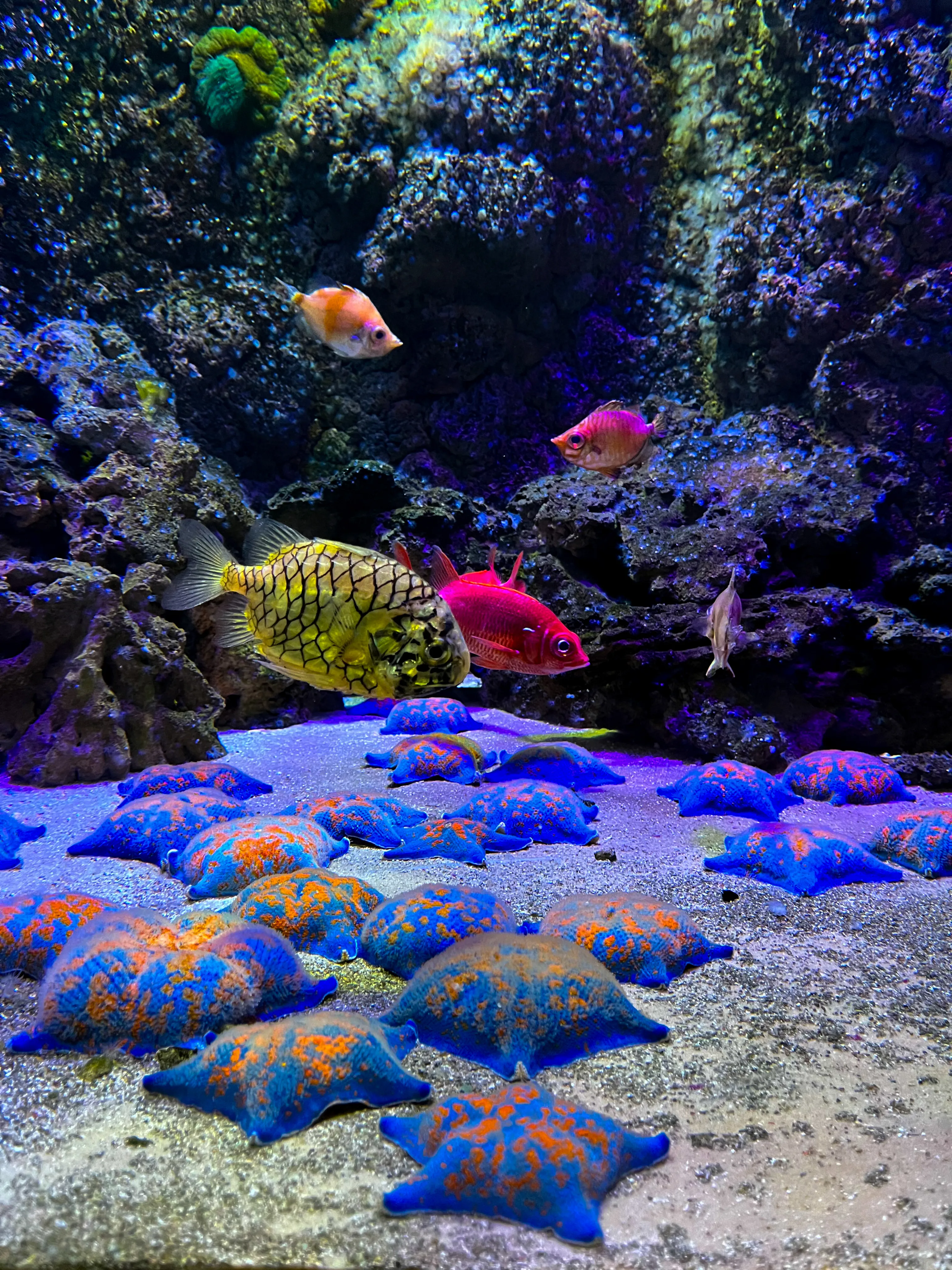 Московский океанариум 2025