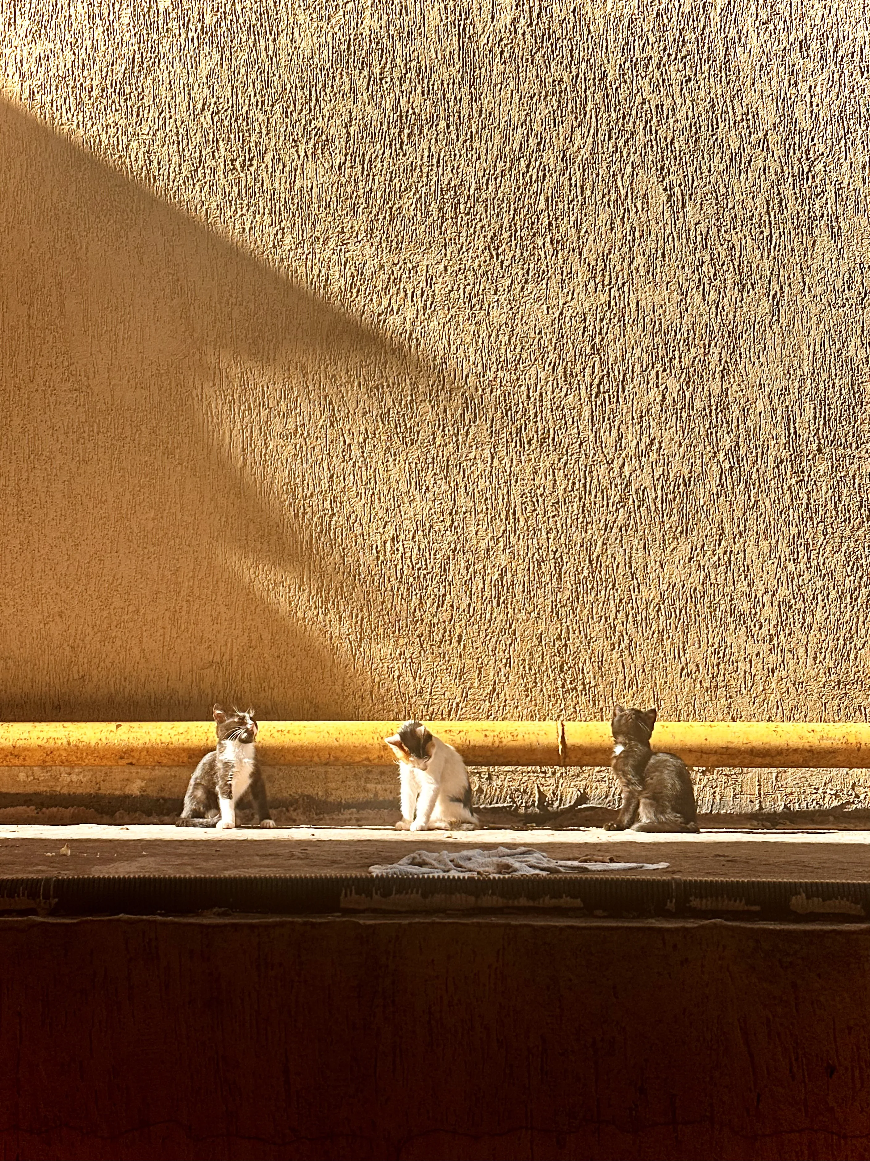 Усатое утро