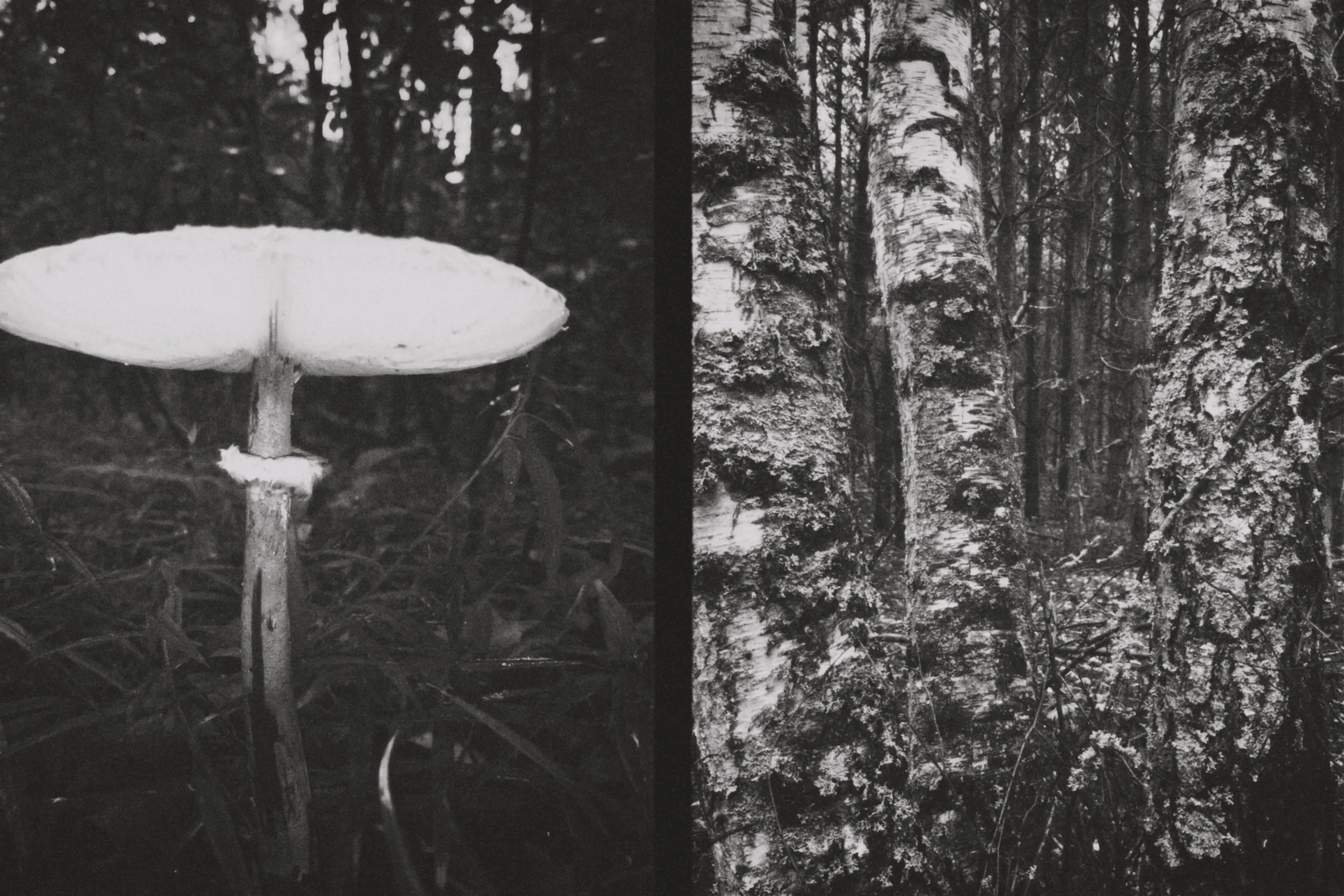 Лаконичный хаос