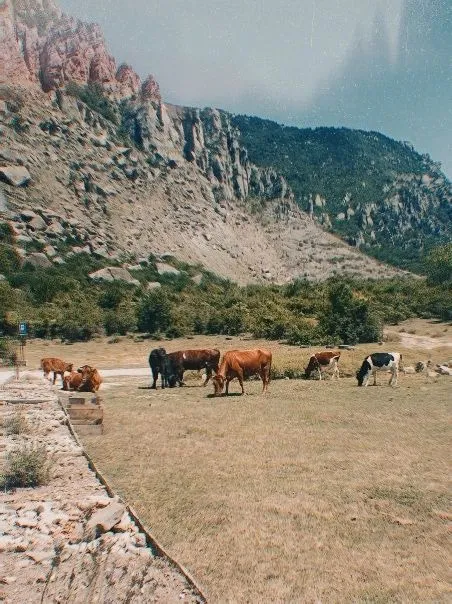 Небо и коровы