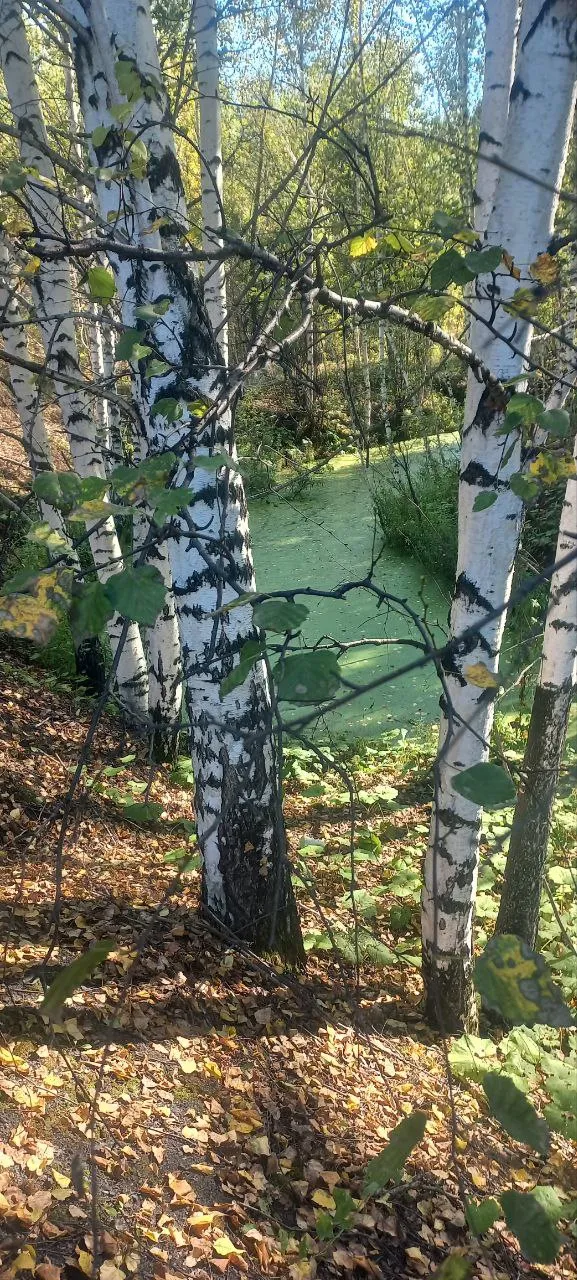 Прогулка в летнем лесу