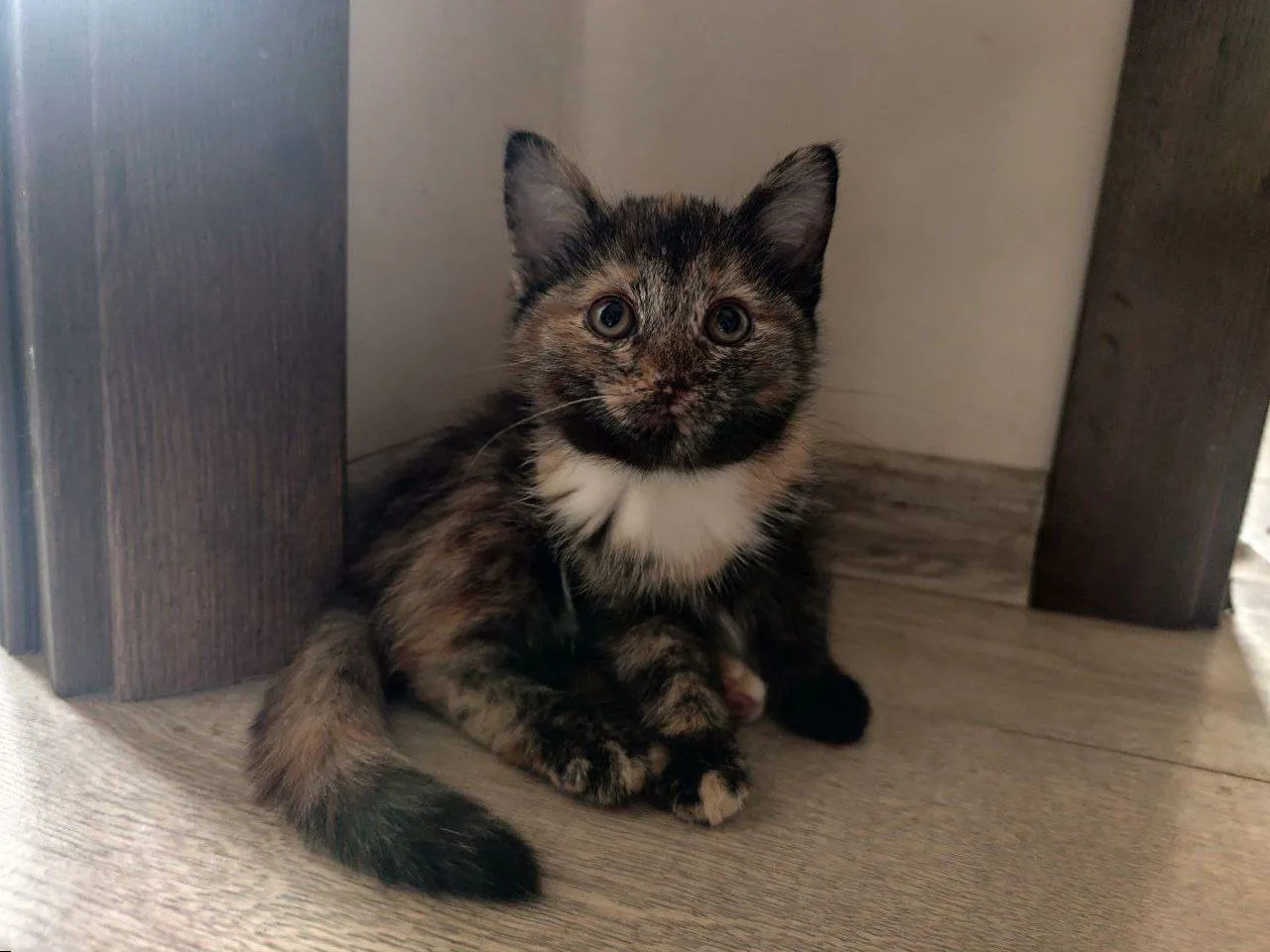 Маленький питомец