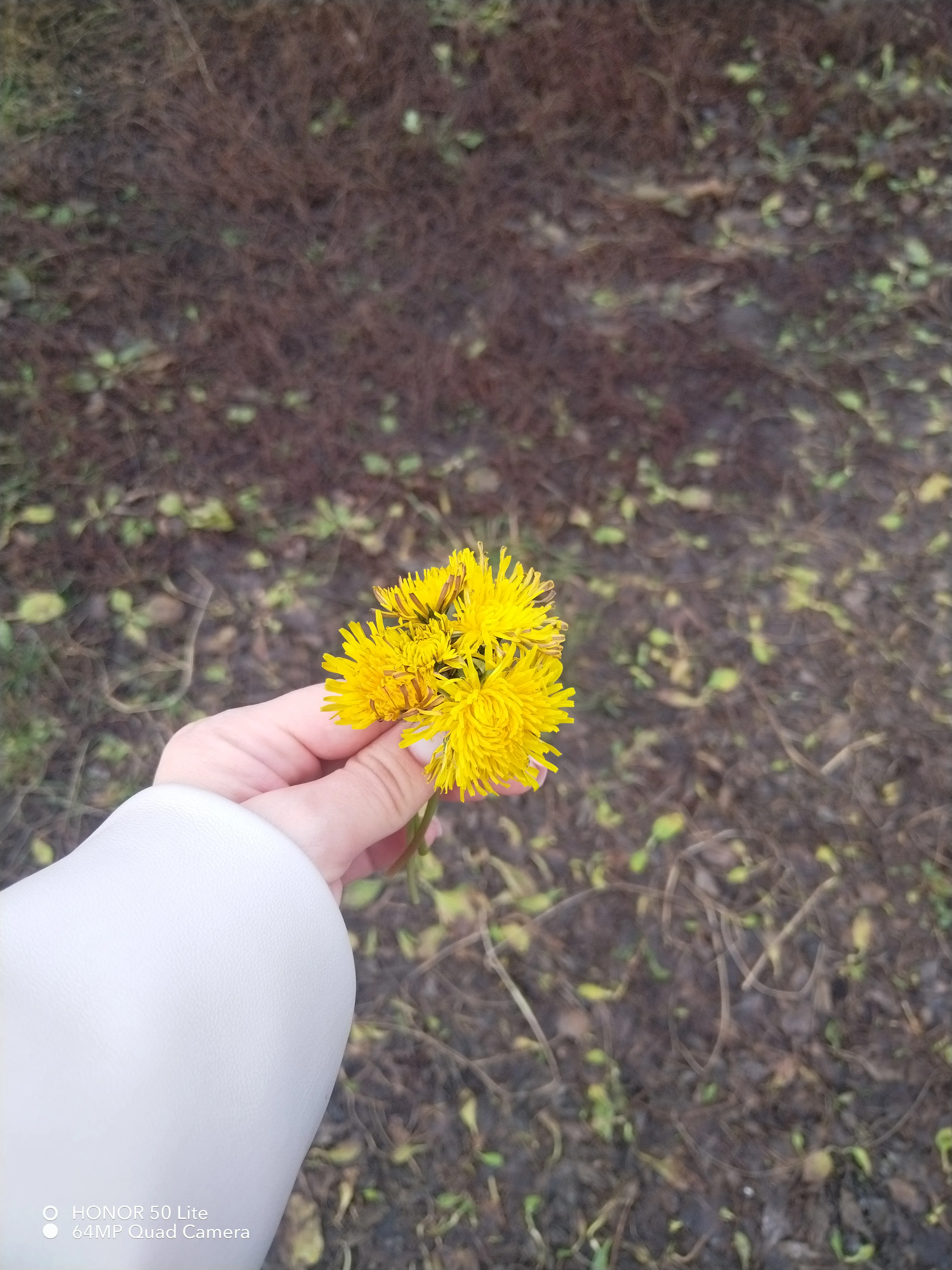 Уходящие одуванчики