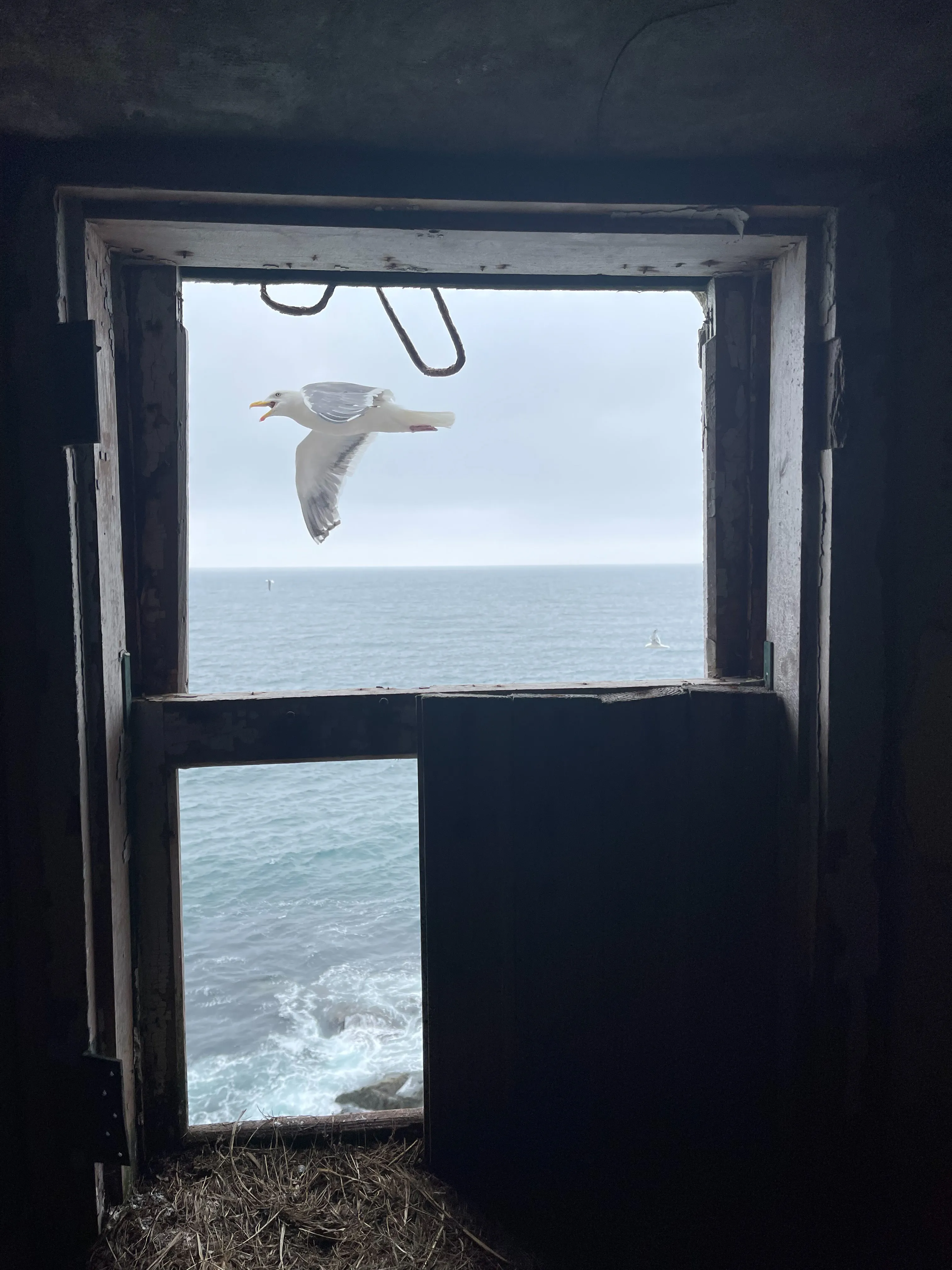 Полет чайки