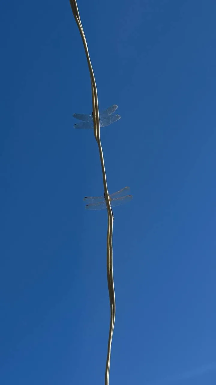 Синхронистки