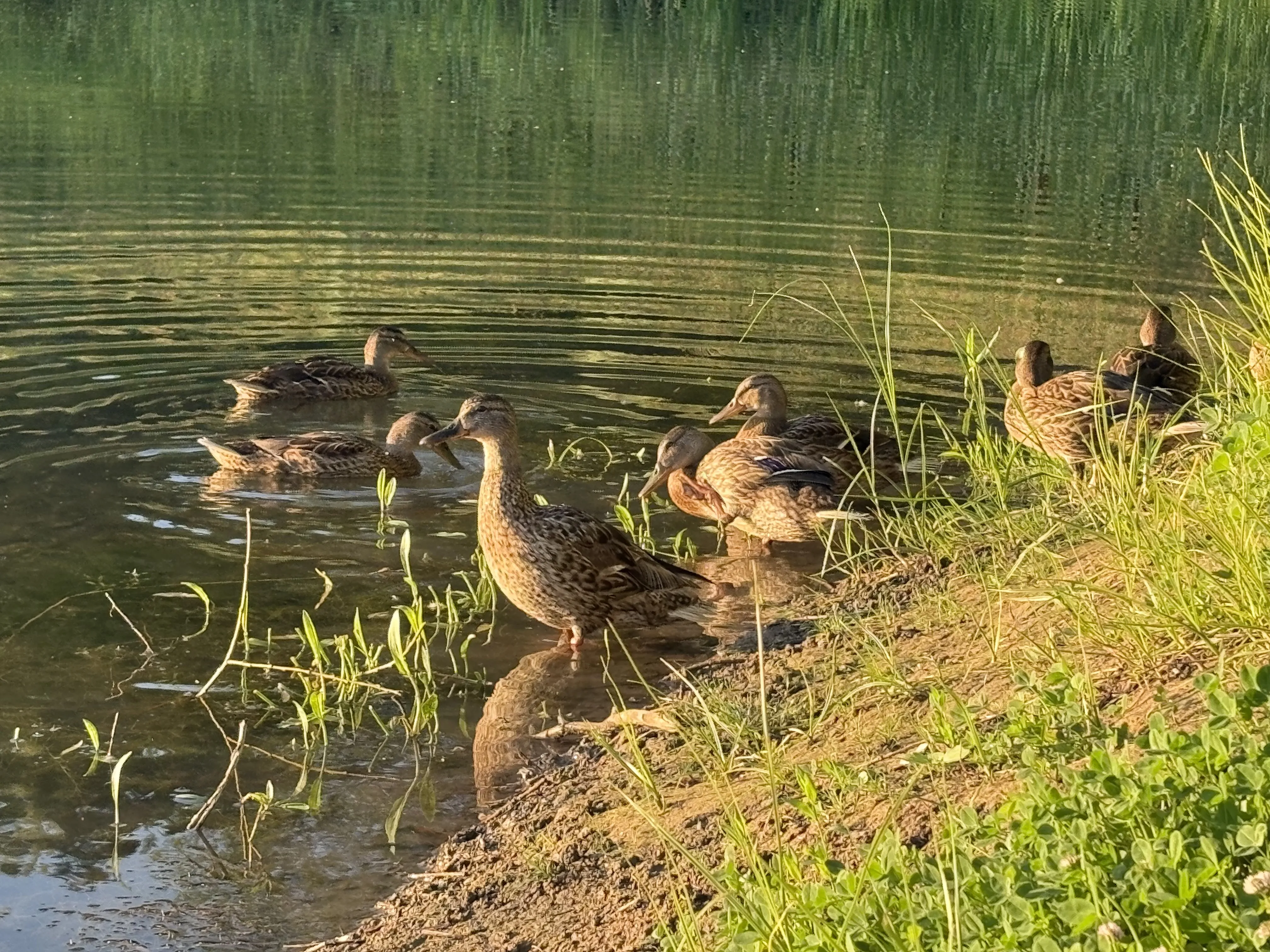 Утиные истории