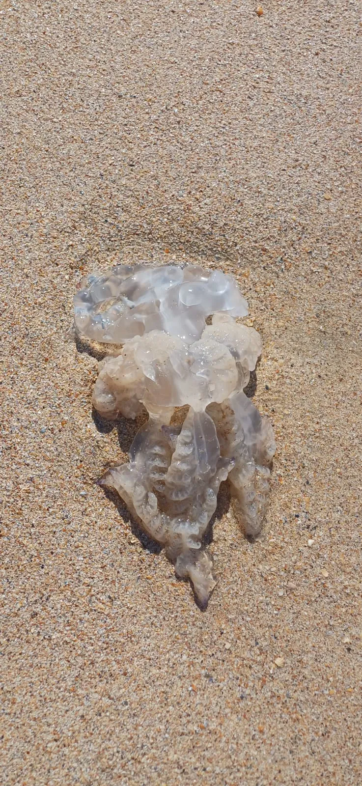 Застывшая мелодия моря