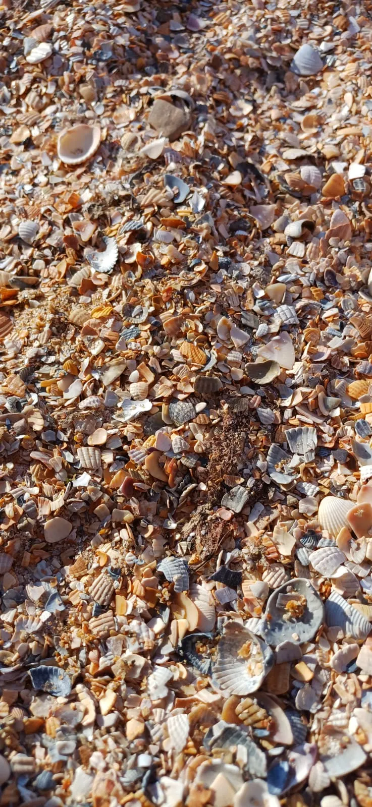 Коллекция моря