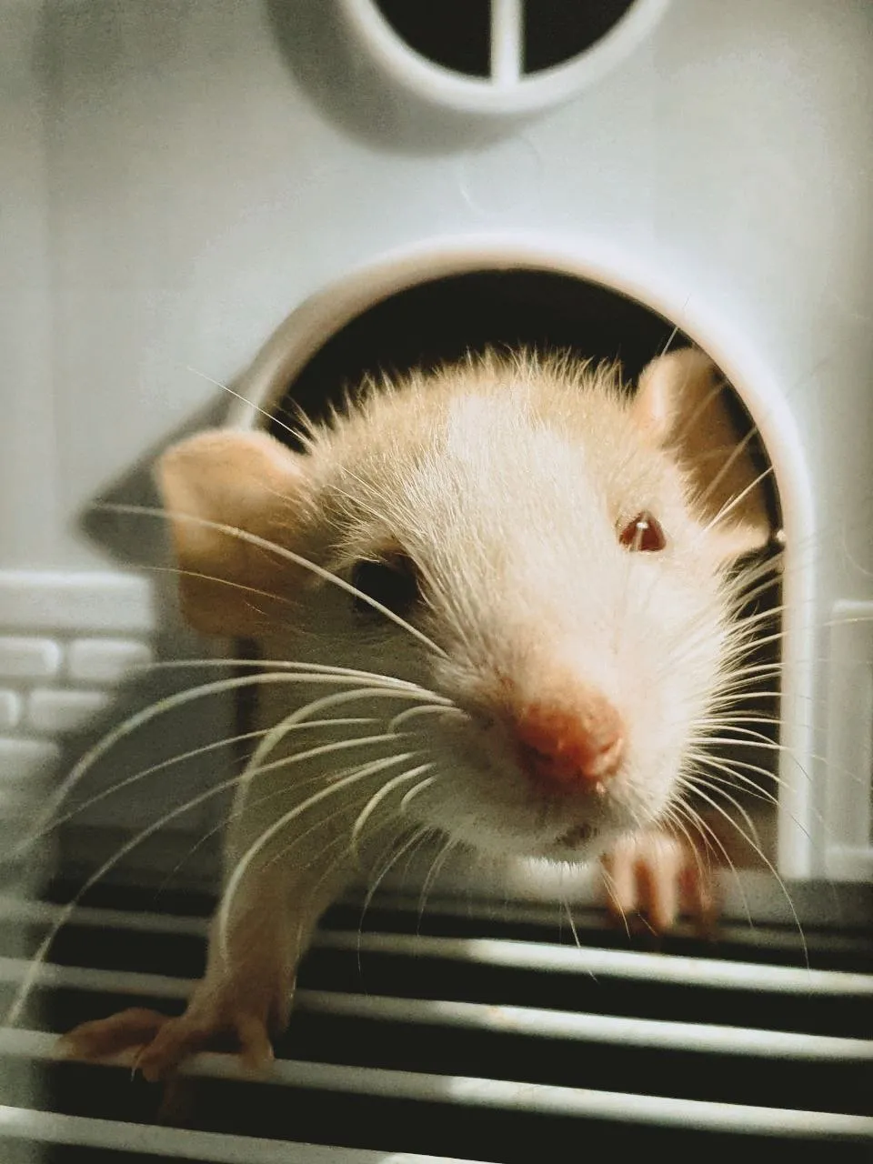 Эй, кто там?