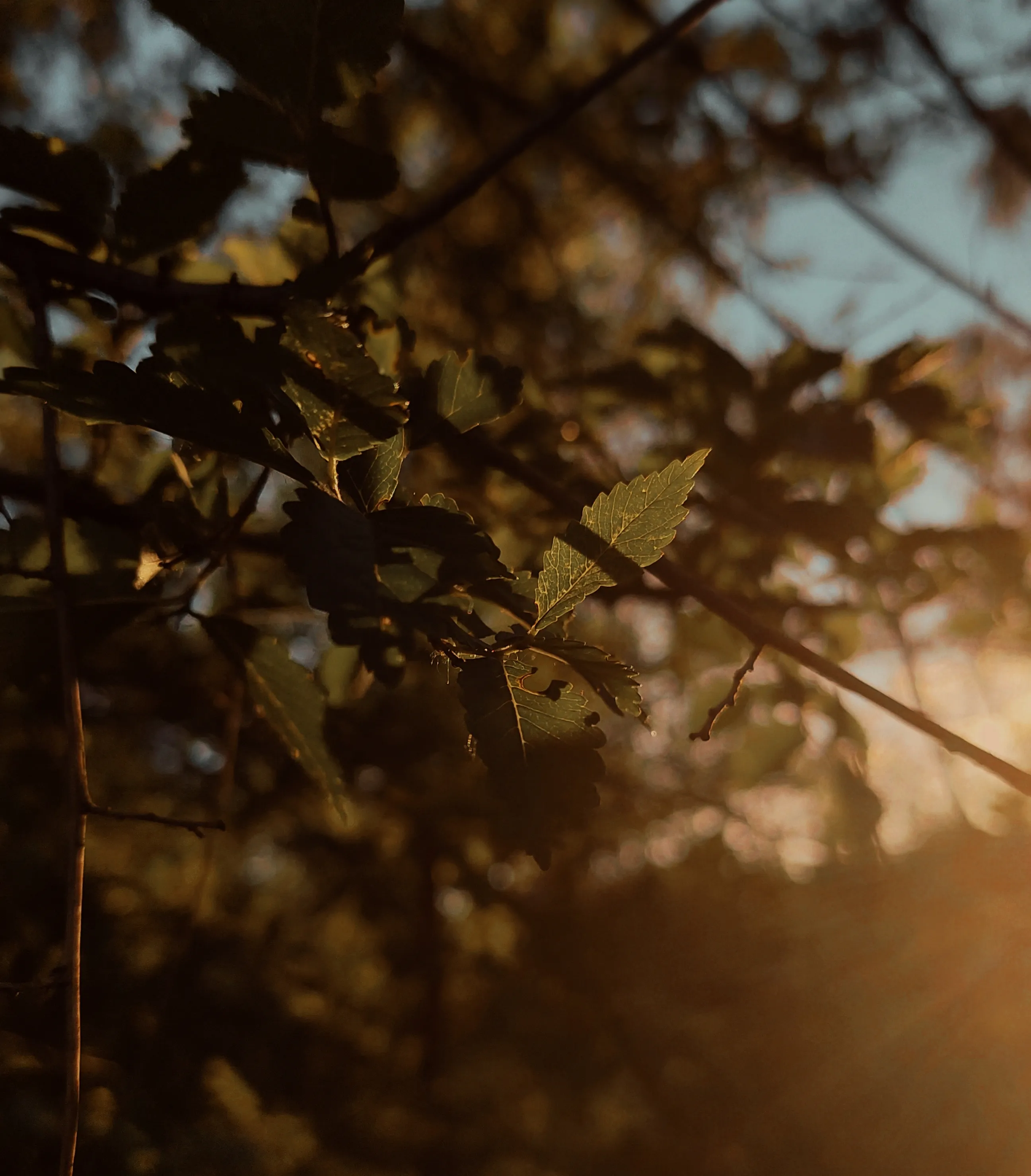 Сшиты одними ветками