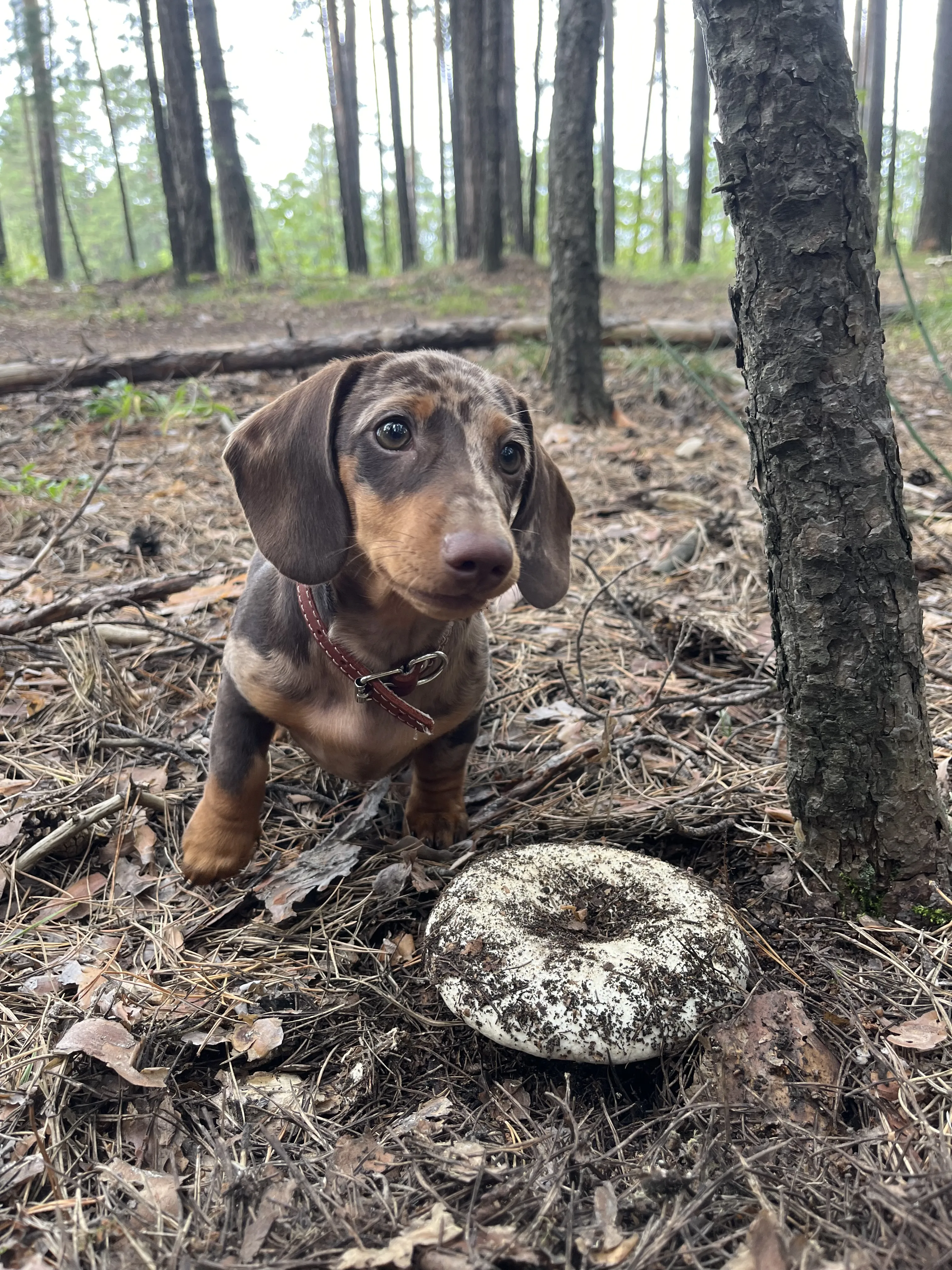 Два груздочка