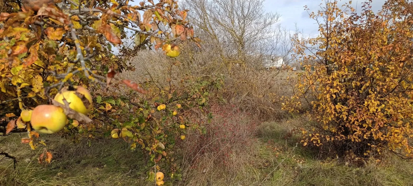 Яблочный год