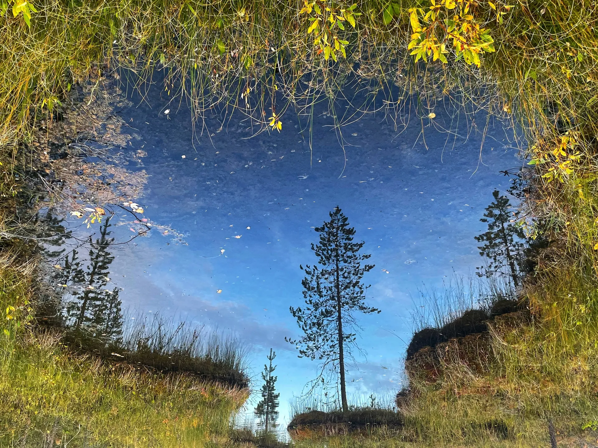 Болотный этюд