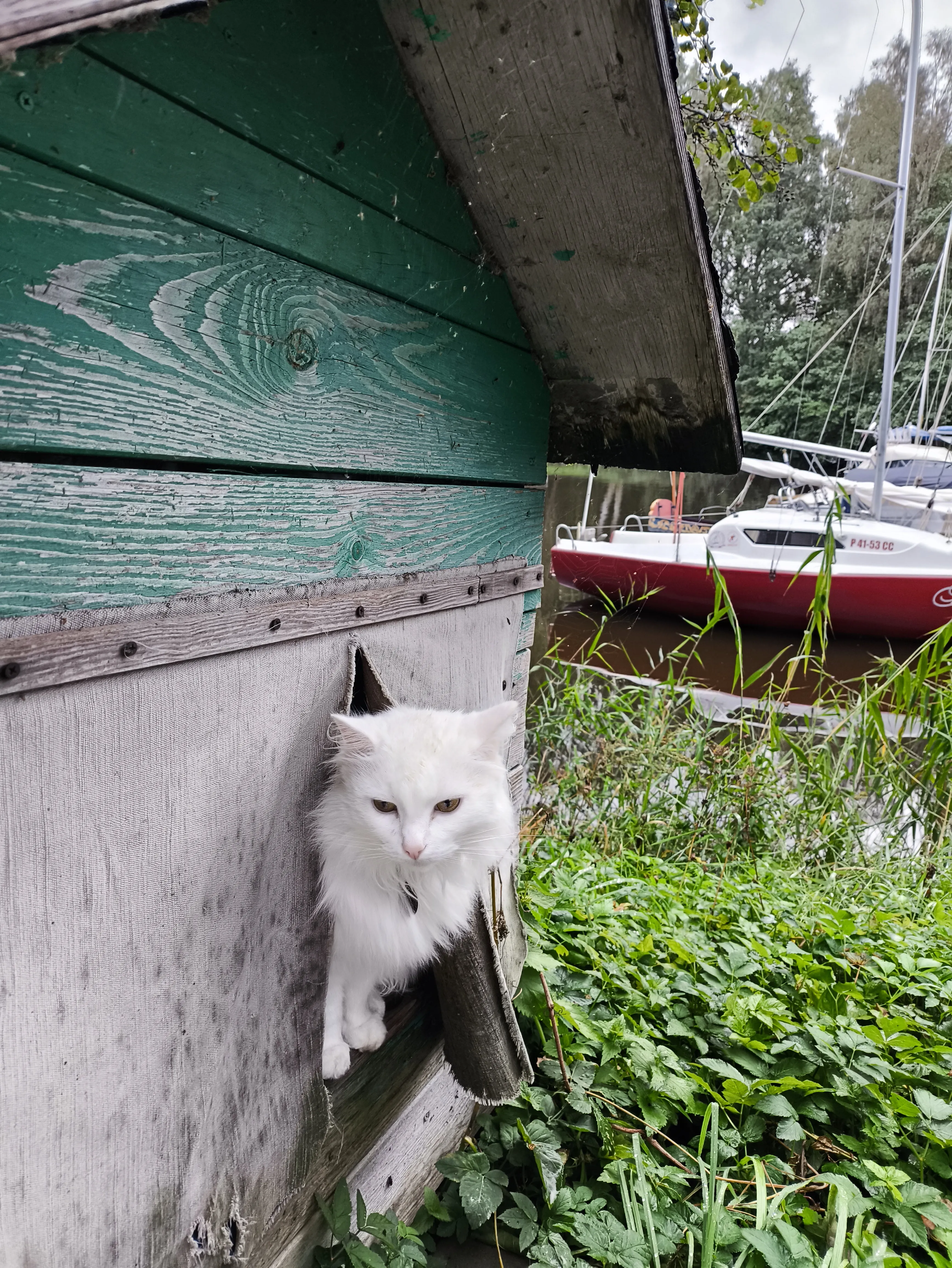 Сторожевой кот