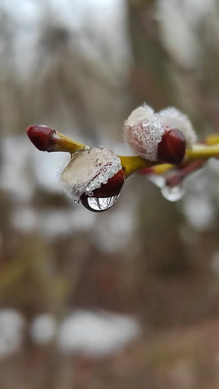 мир в капле