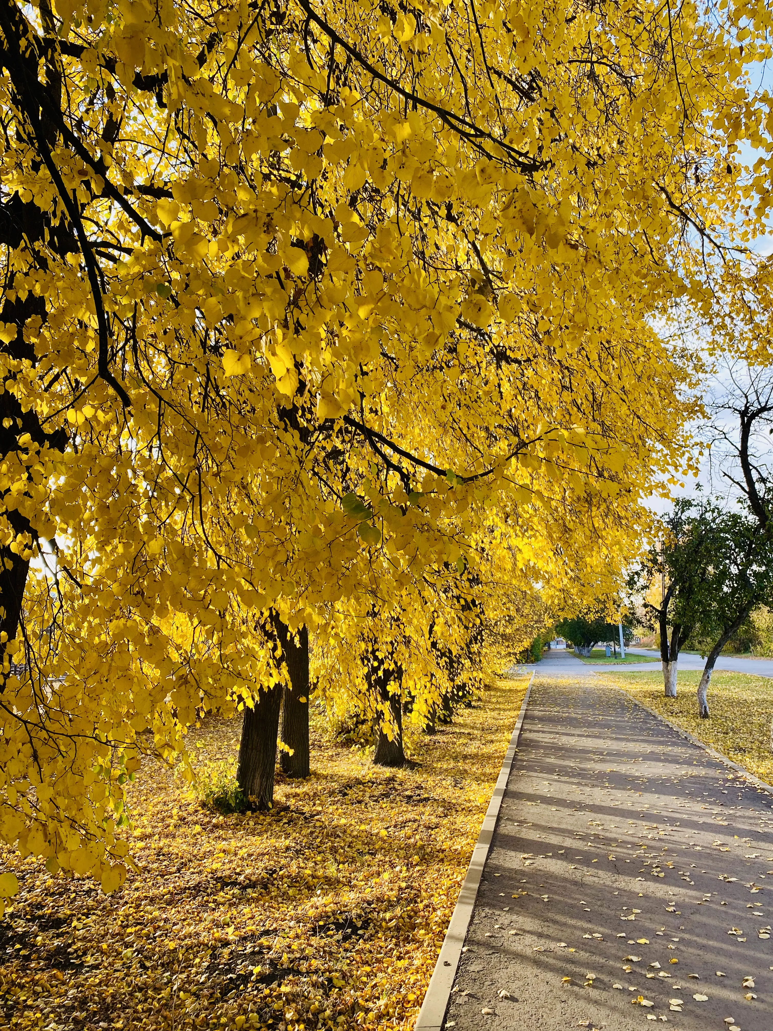 Золотая симфония природы