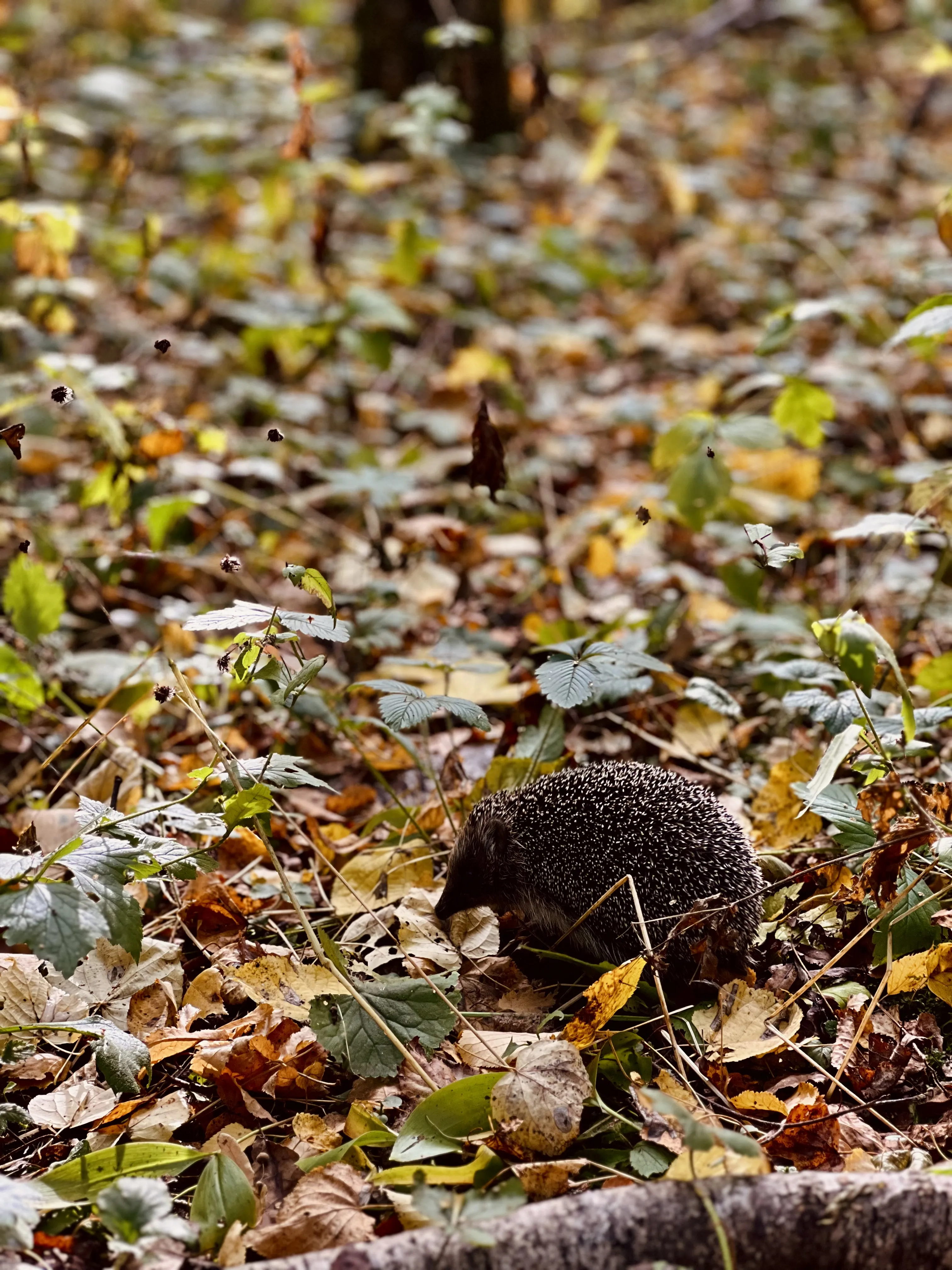 Бутовский ёж
