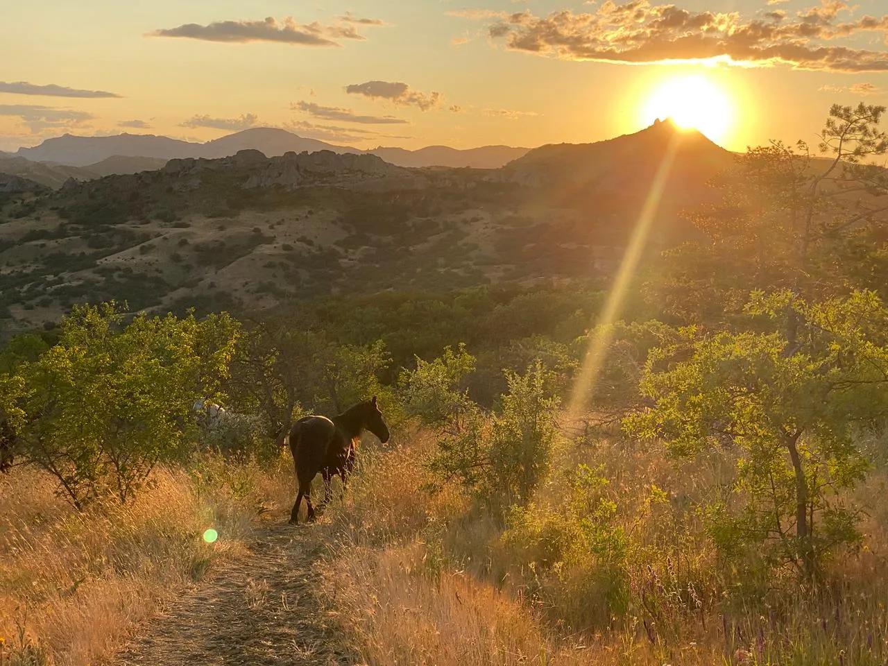 конь в закате